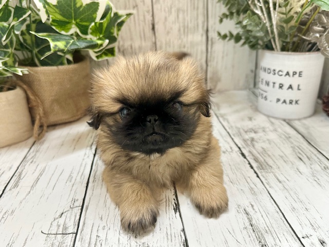 お家が決まりました♪