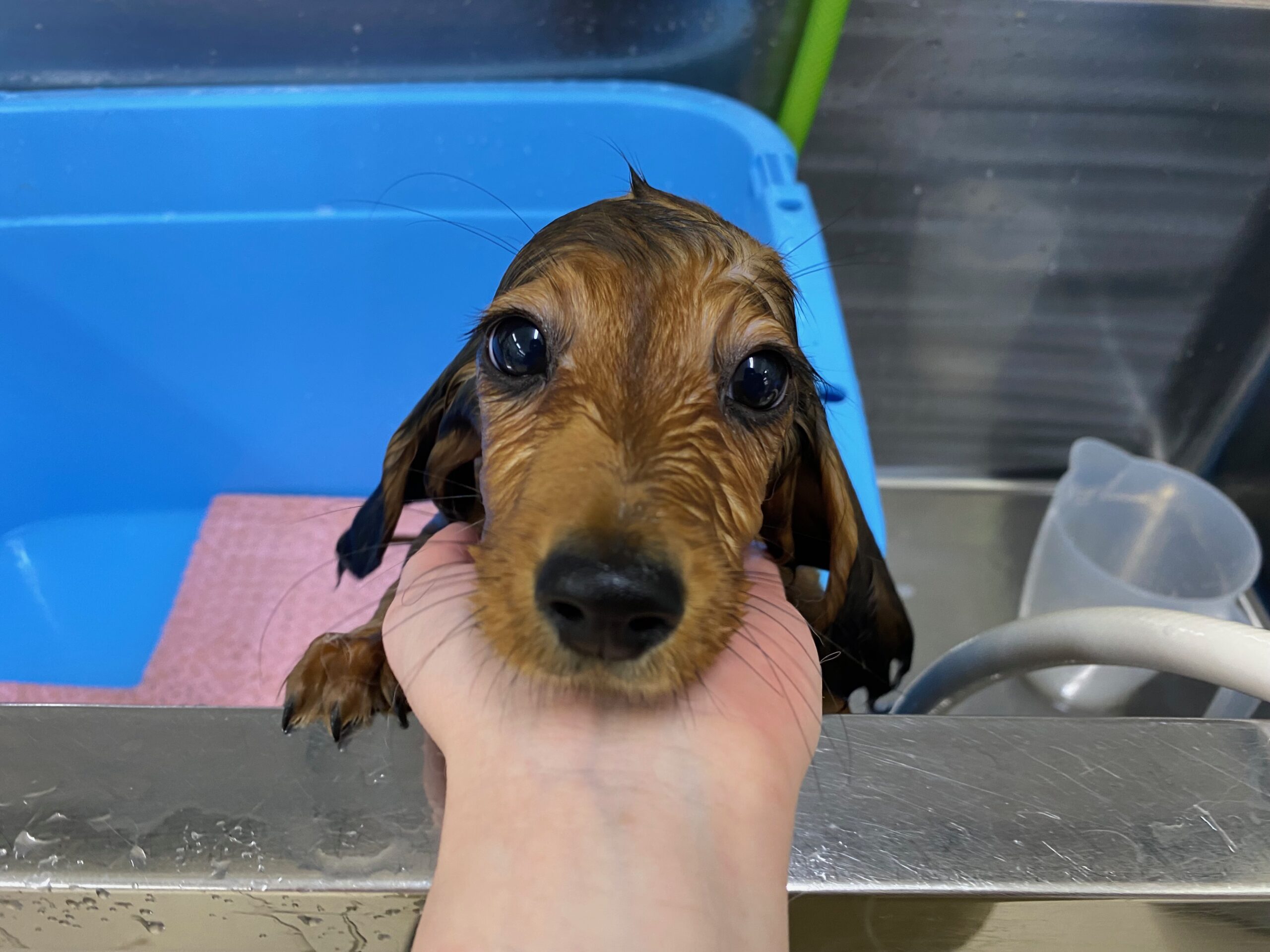 シャンプーしたよ🛀💗