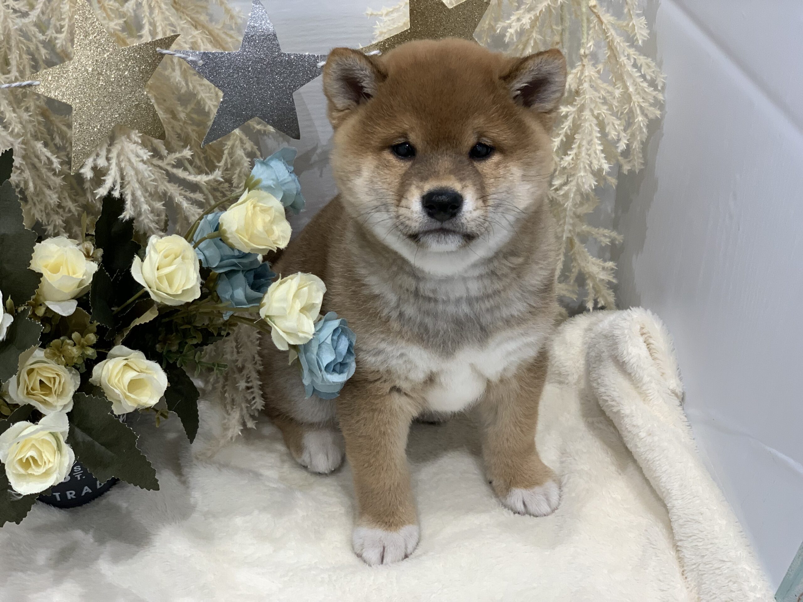 おすすめ犬バトンタッチ☆彡