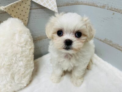 ★NEW　おすすめ犬★