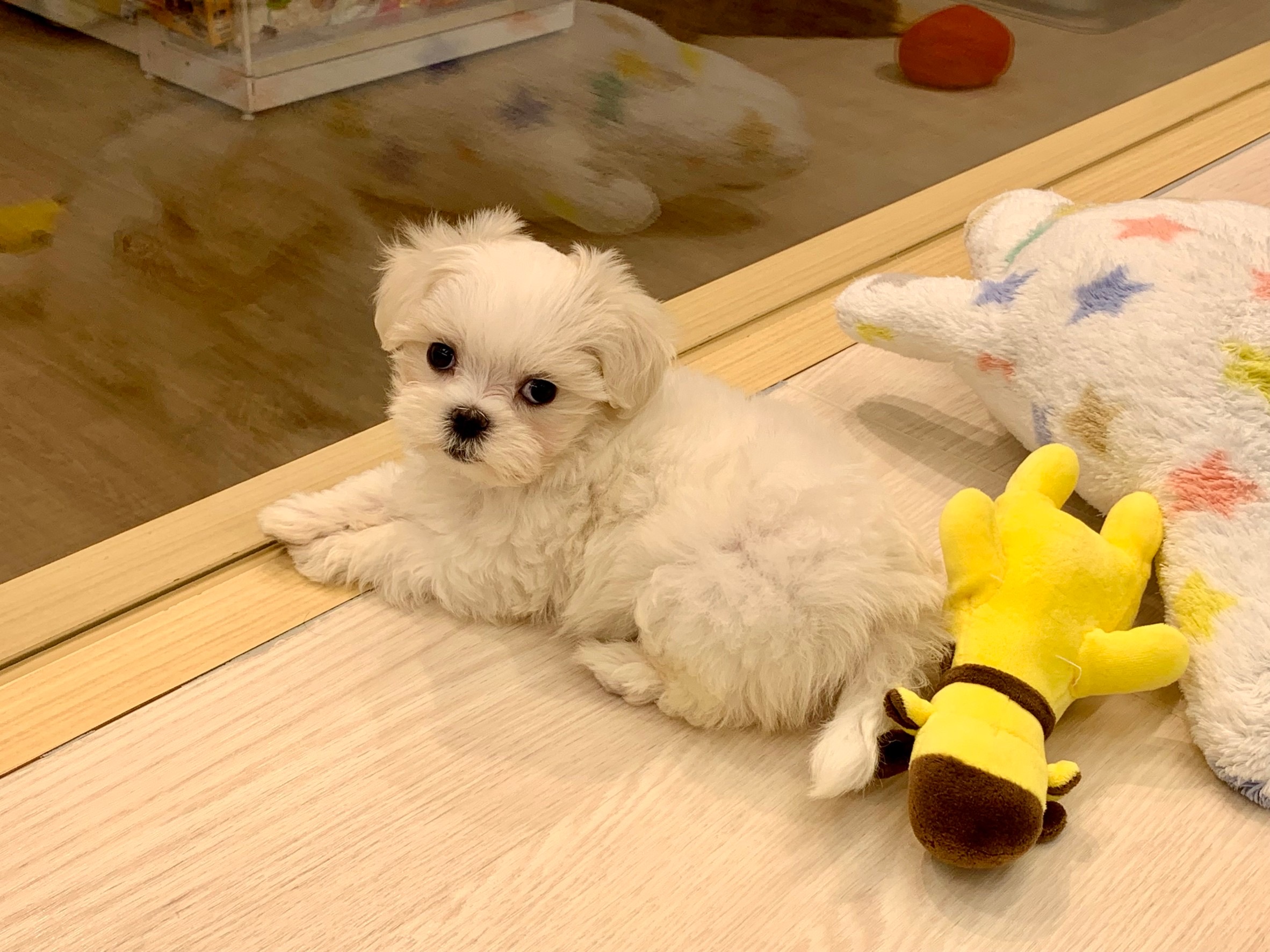 お家が決まりました🏠