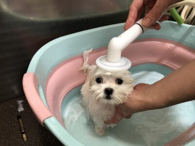 シャンプー🧴.。o○