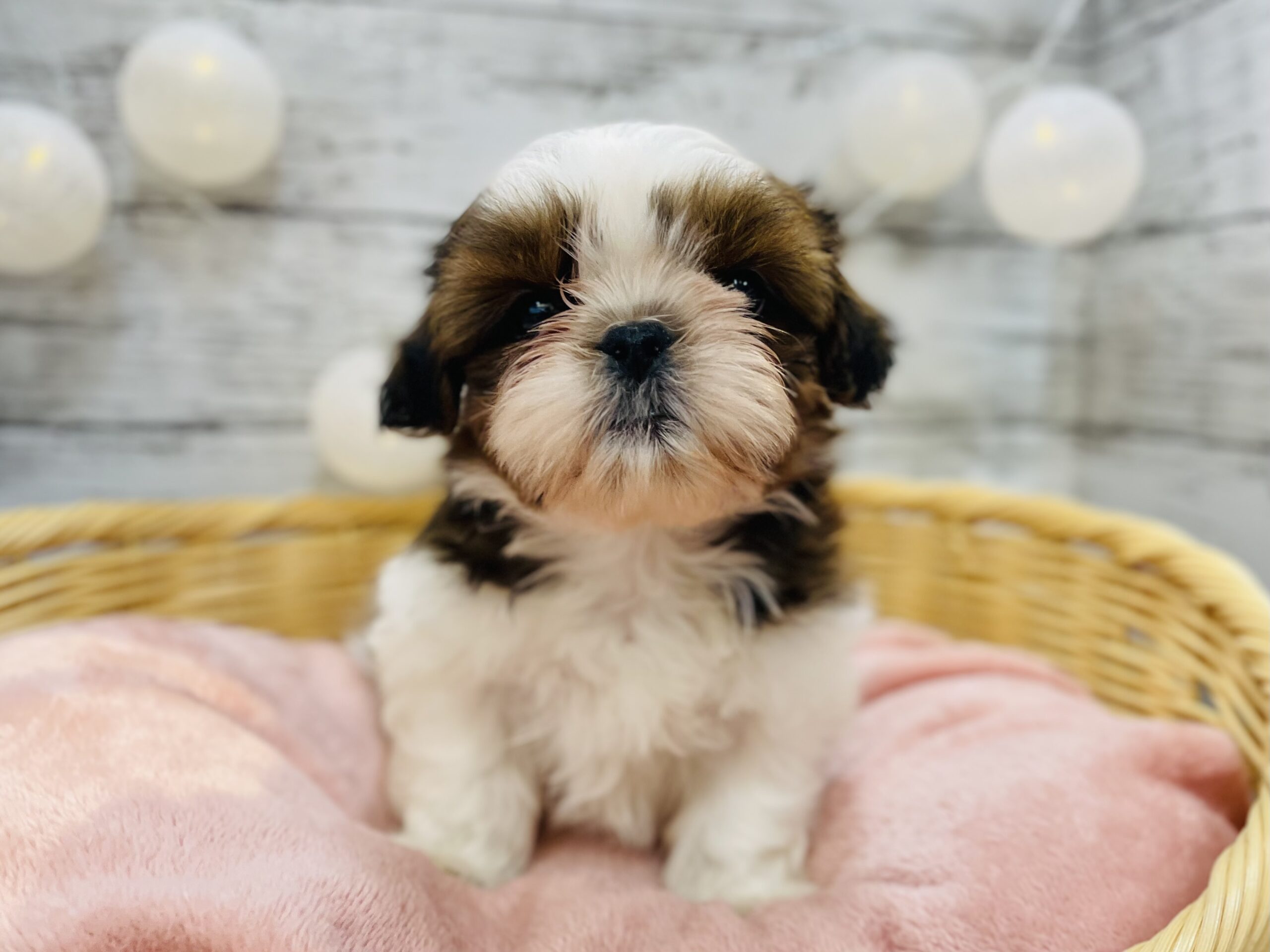 ★Newおすすめ犬★