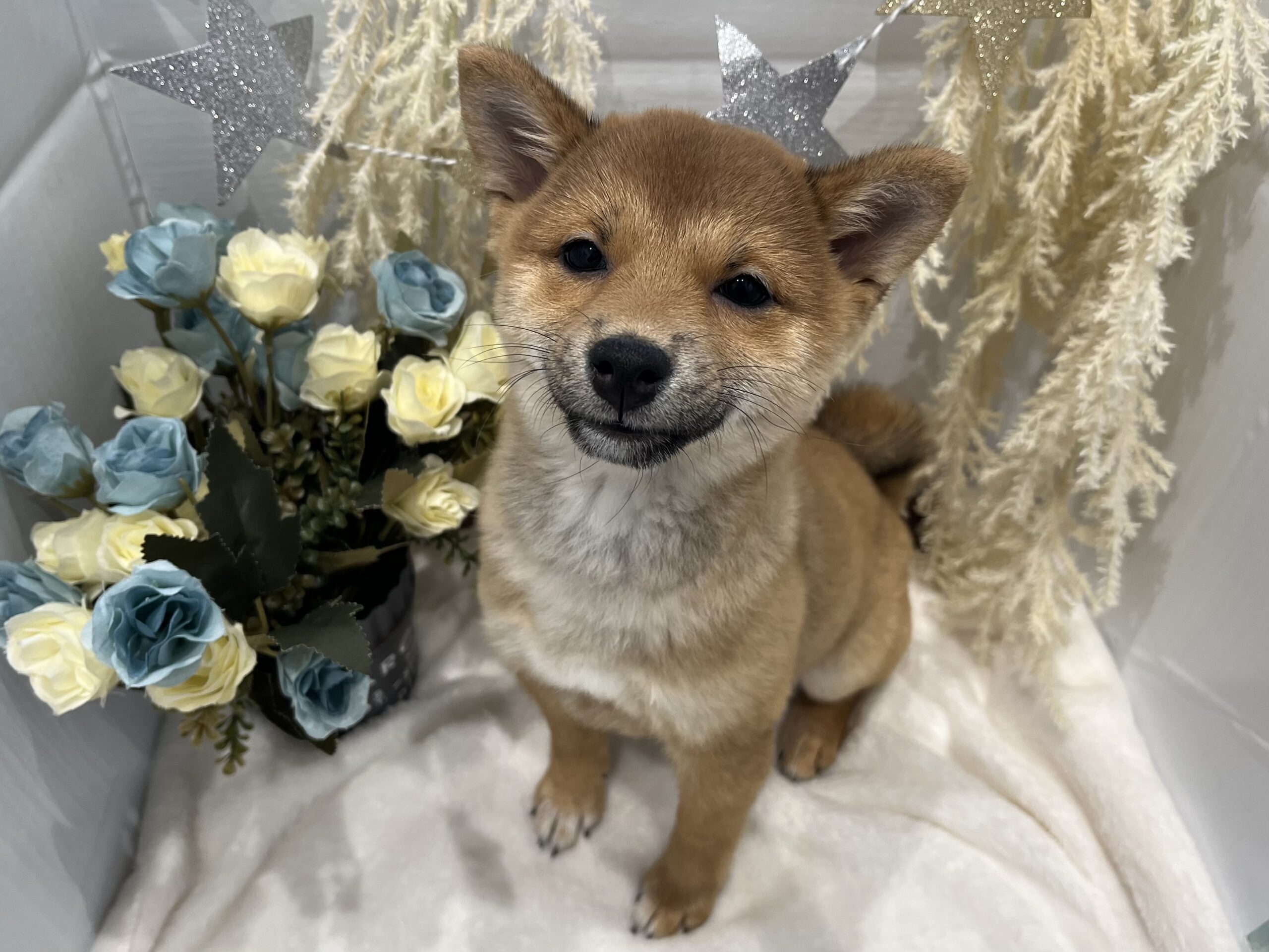 小樽店のワンちゃんネコちゃん♪