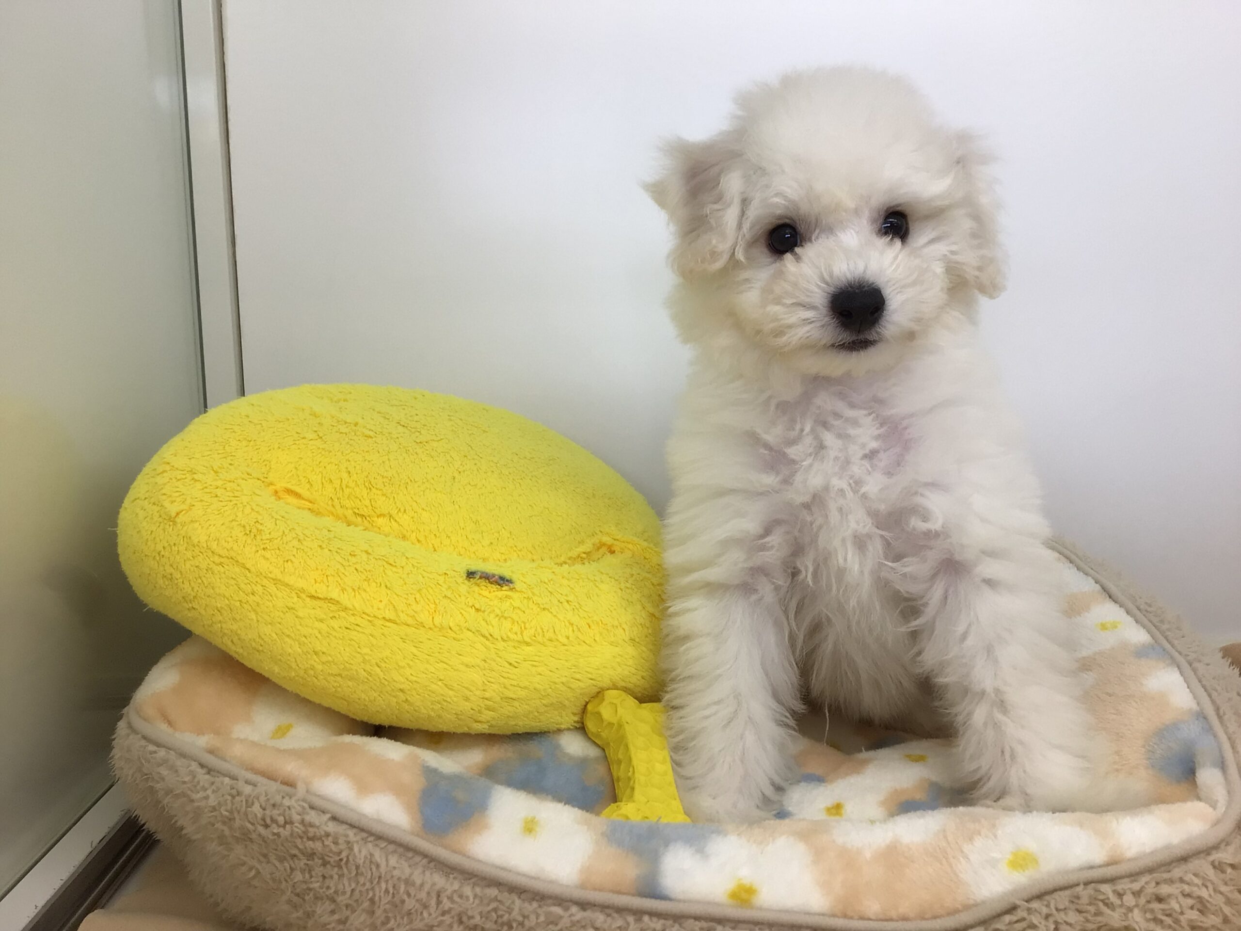 ☆☆おすすめ犬任命☆☆