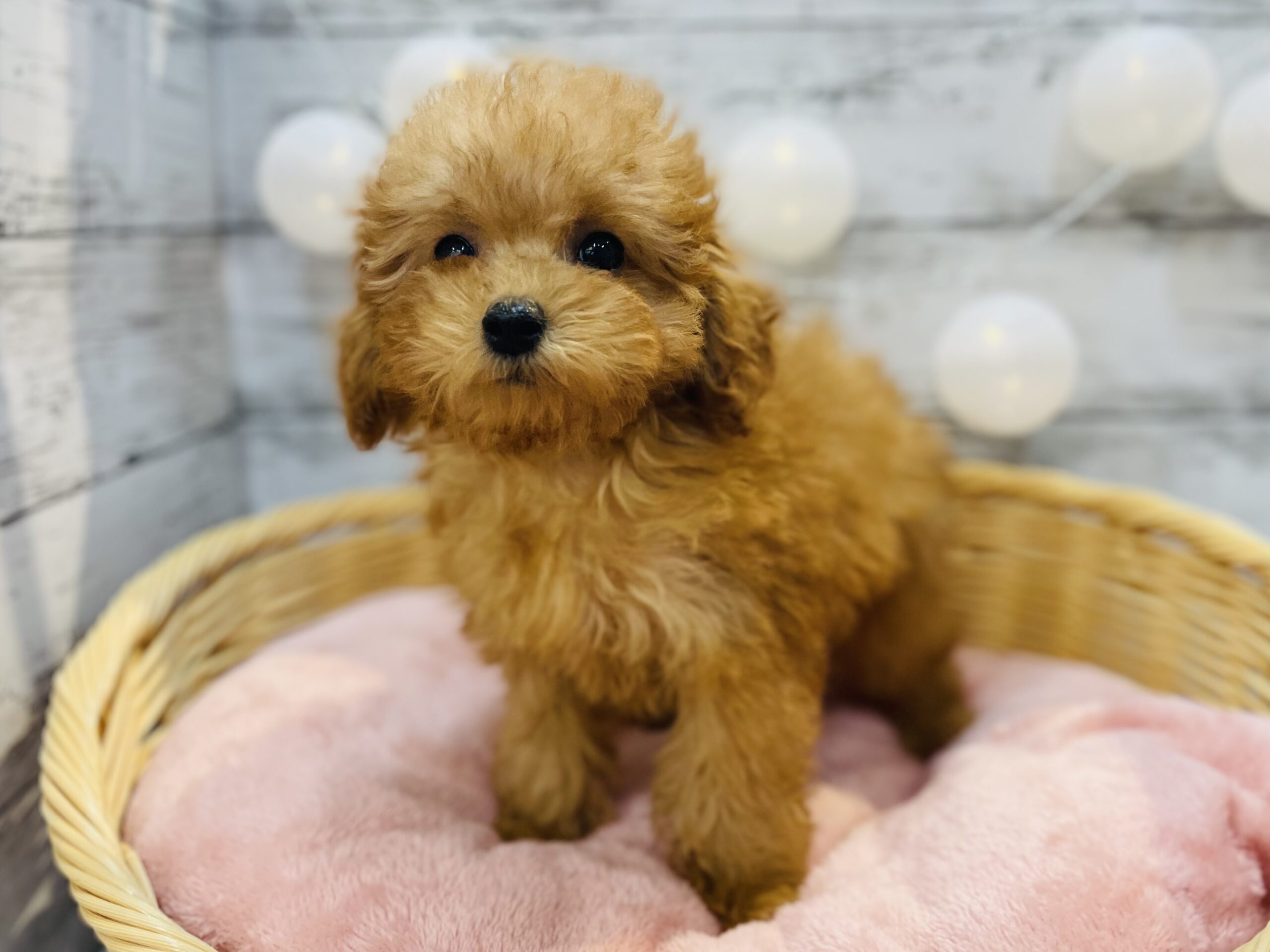 ★NEWおすすめ犬★