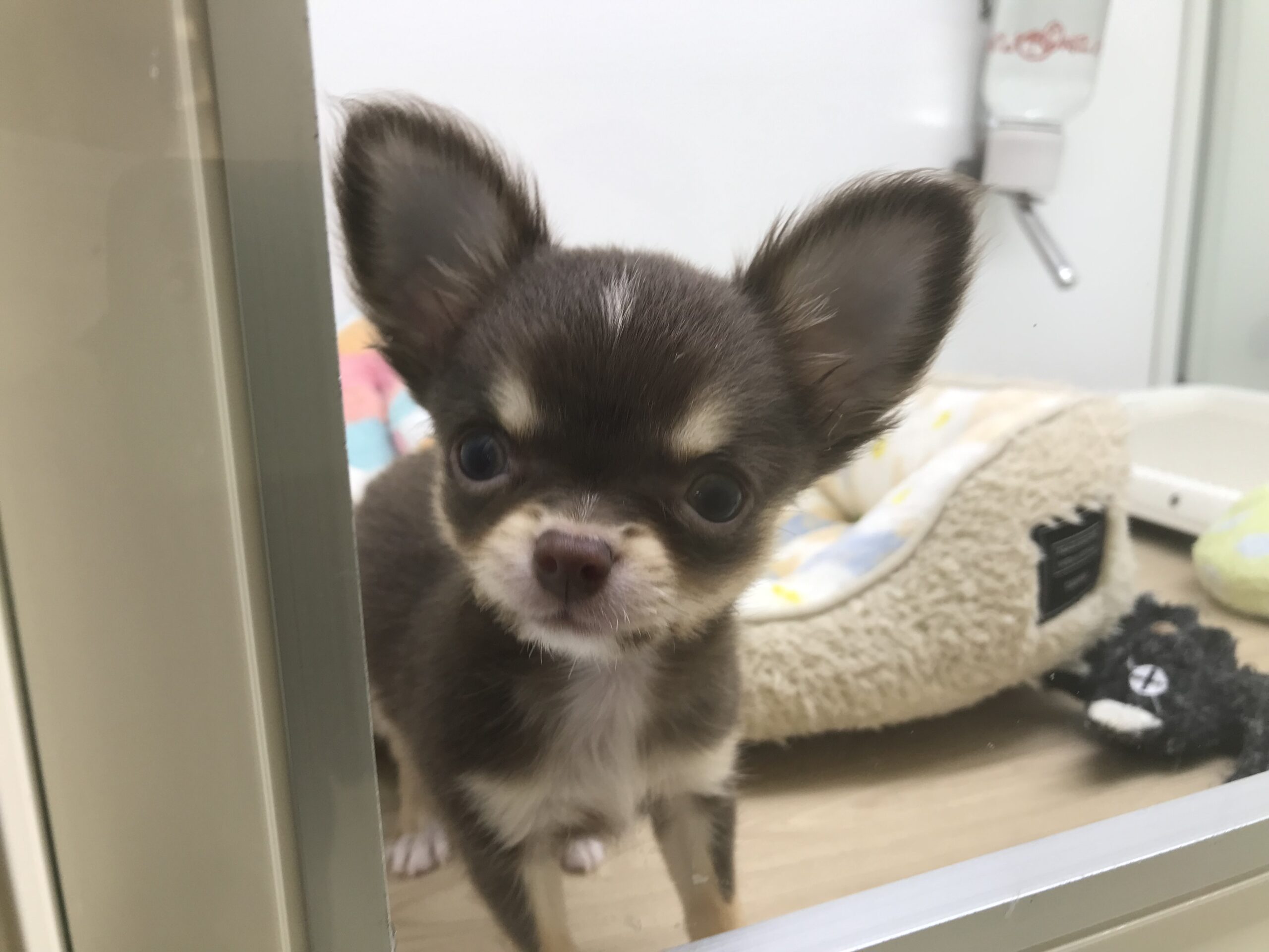 よく寝るチワワ君★