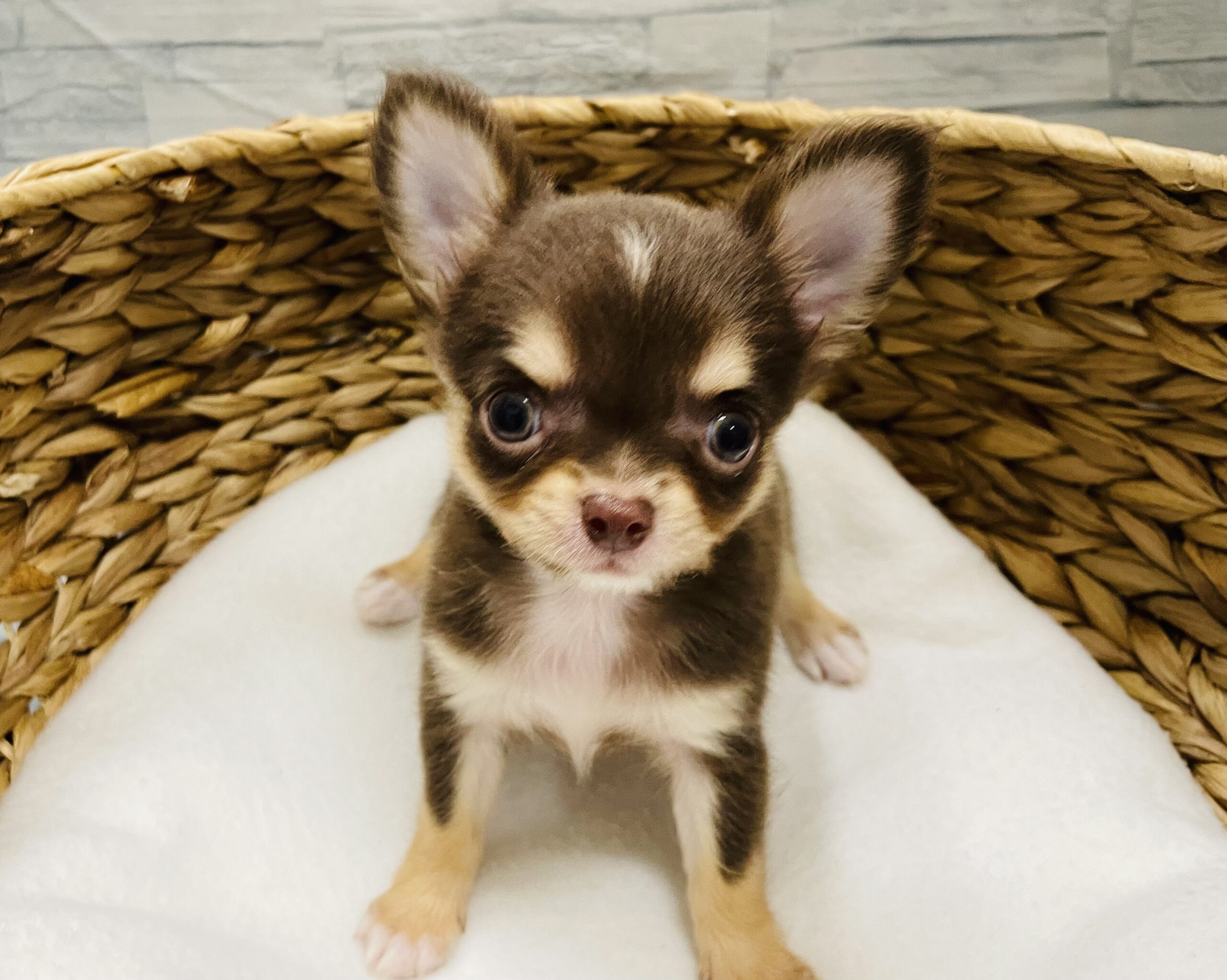 おすすめ犬バトンタッチ！