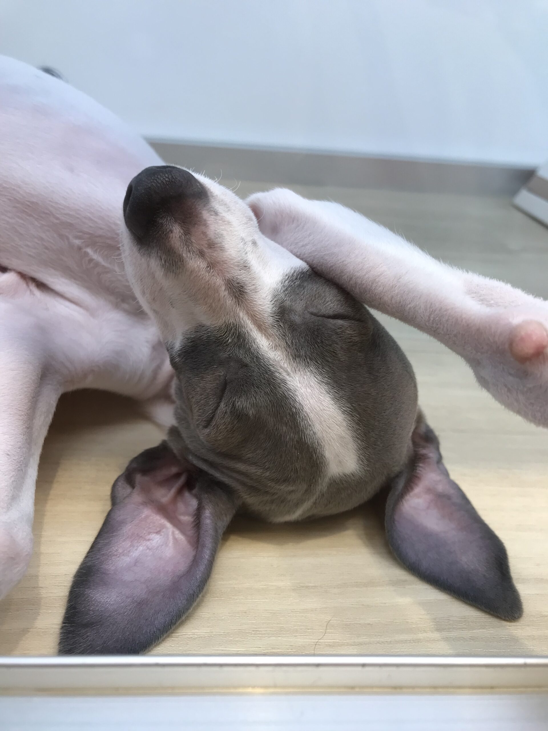 ☆いーちゃんの寝相スタイル☆