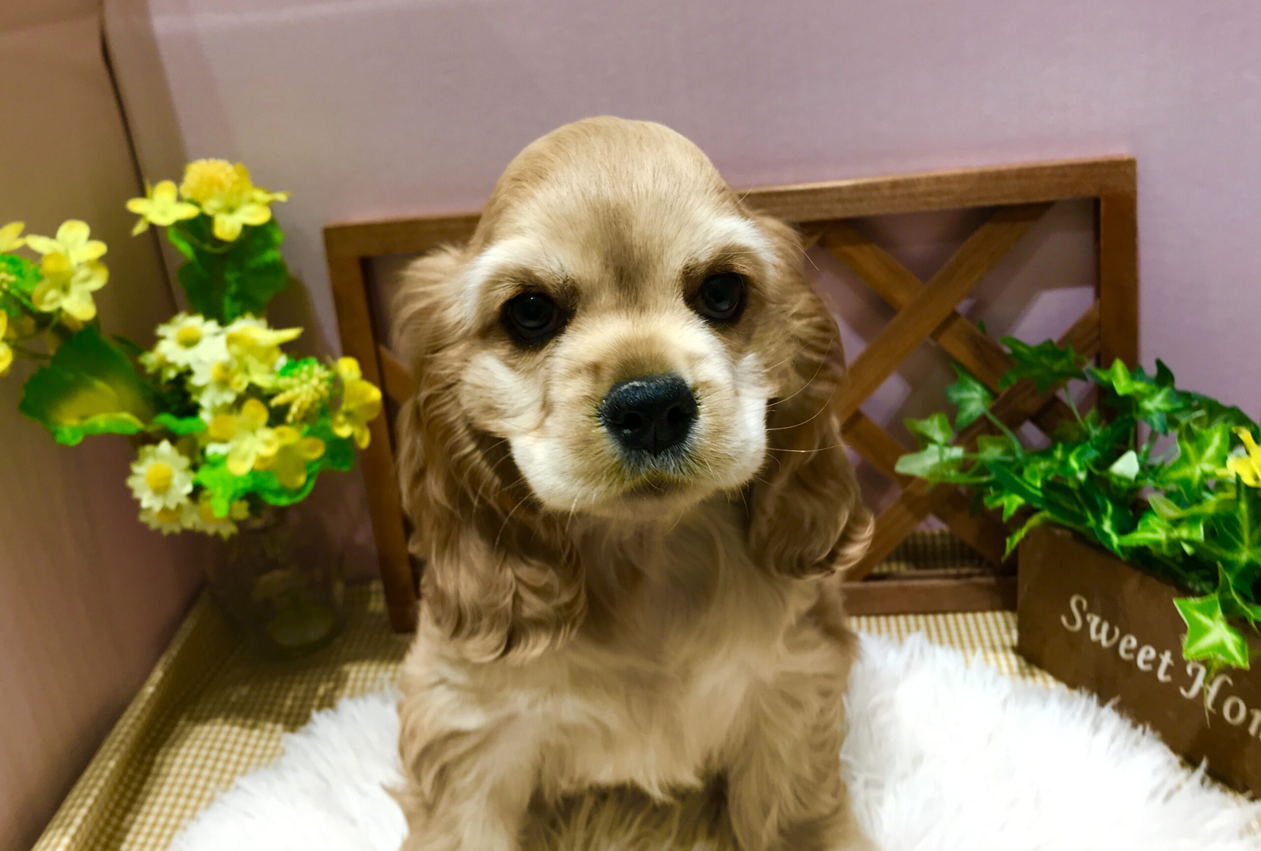 ✨🐶おすすめ犬バトンタッチ🐱✨