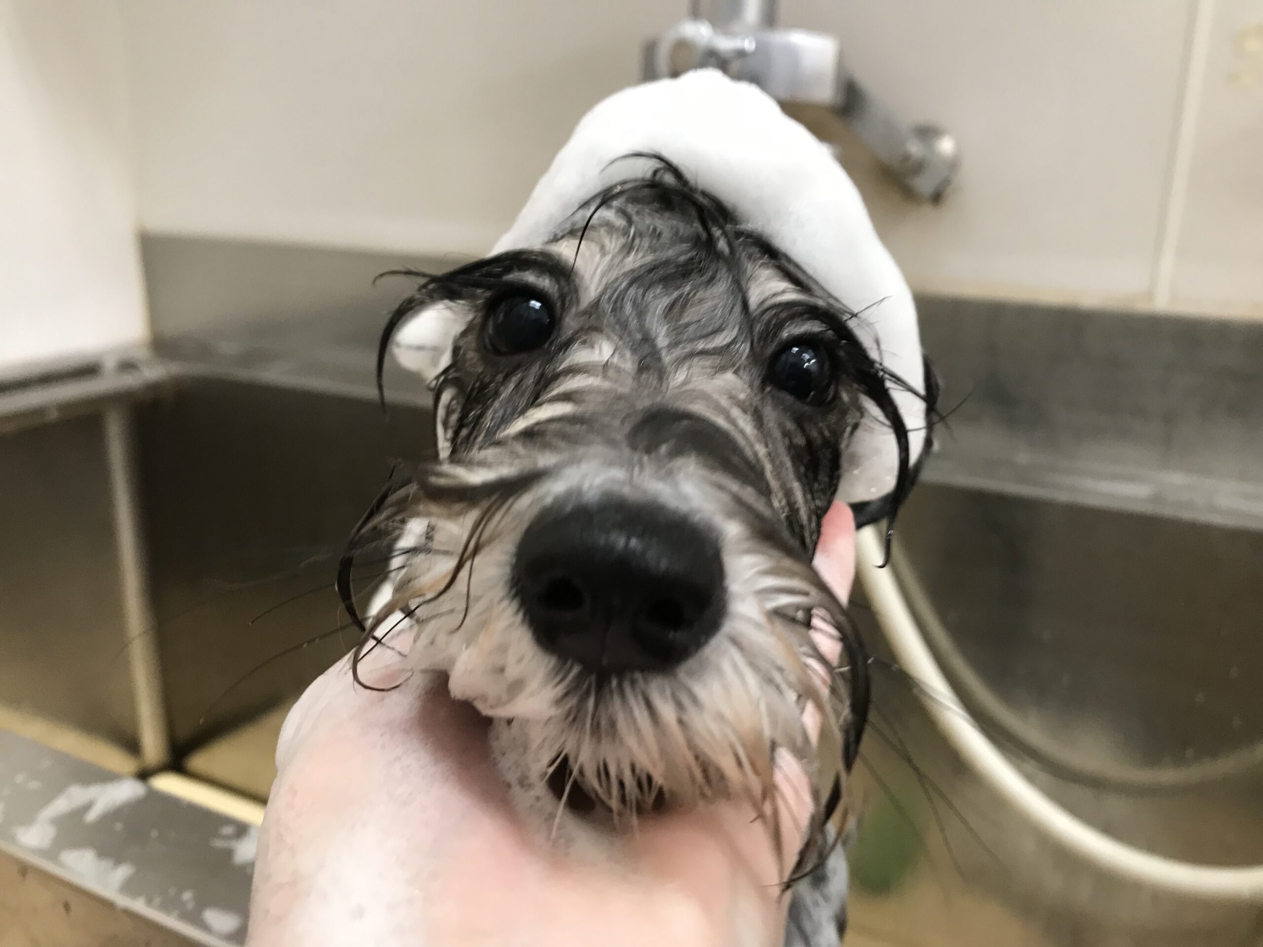 テンテン旭川西店のアイドルご紹介🐶💕