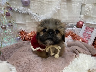 白石店おすすめ犬決定致しました!(^^)!