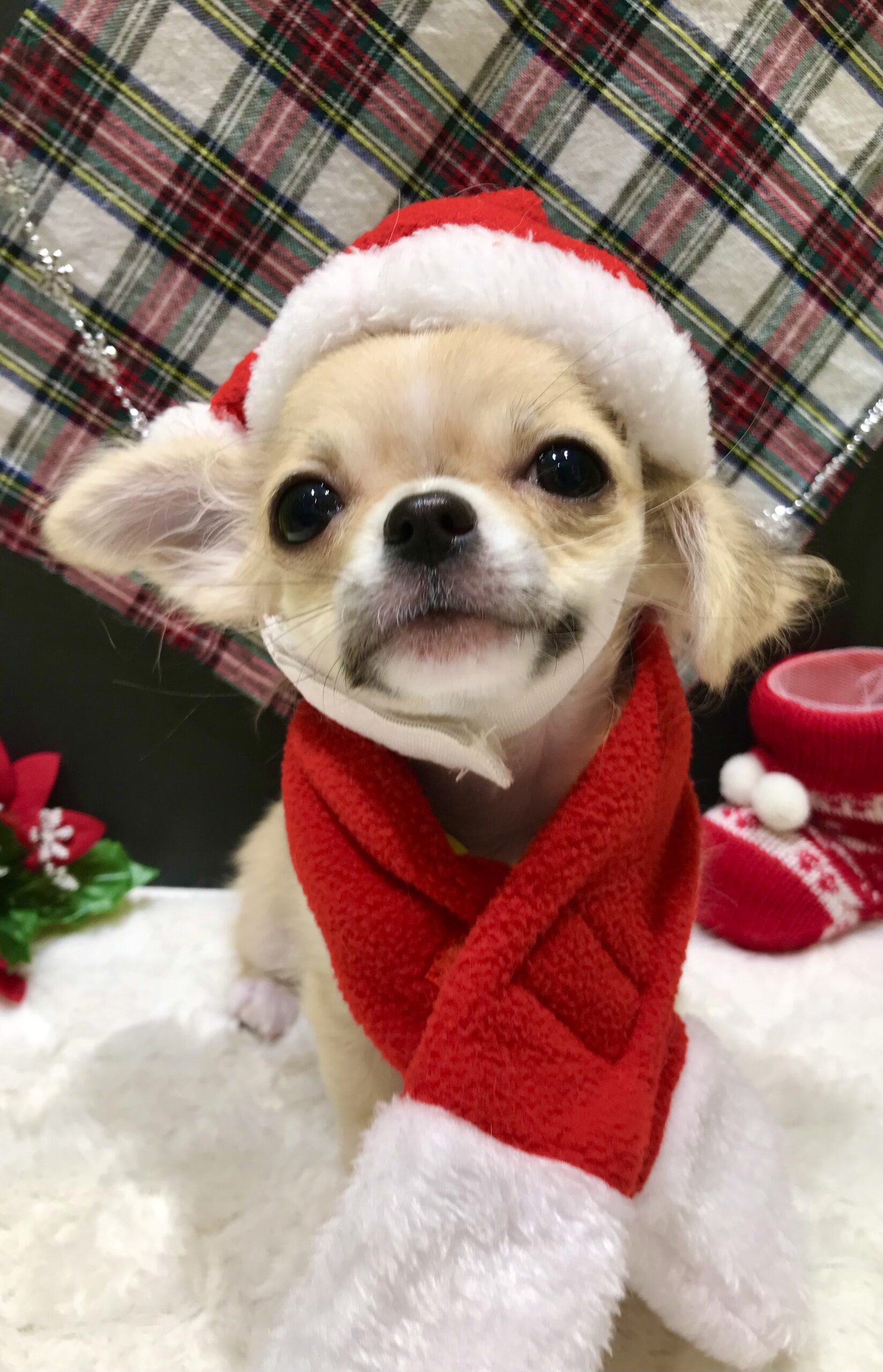 ✨🎄クリスマスの仮装しました🎄✨