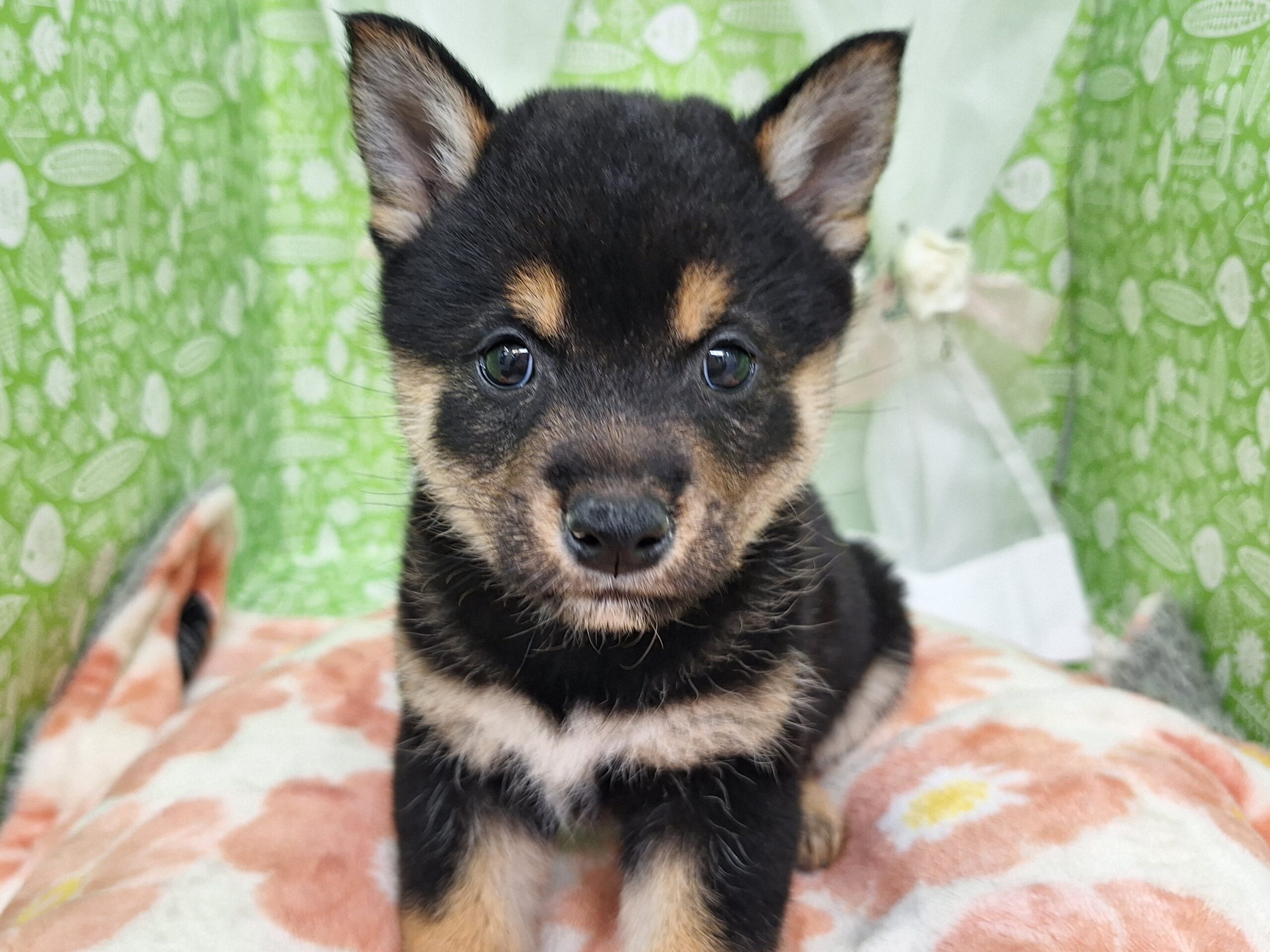 新しいオススメ犬★☆