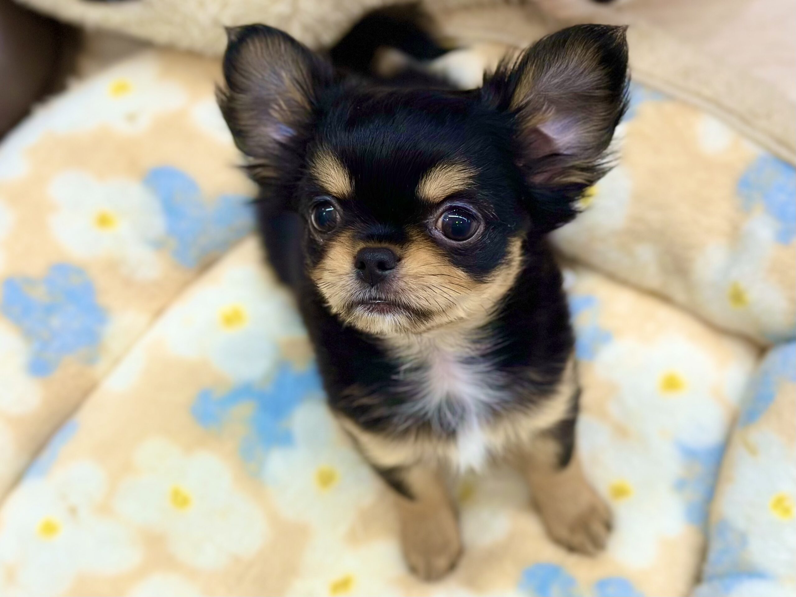 元気いっぱいちーたん✨🫶