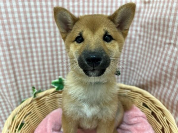 💛🙌旭川駅前店にいるわんちゃんねこちゃんのご紹介🙌💛