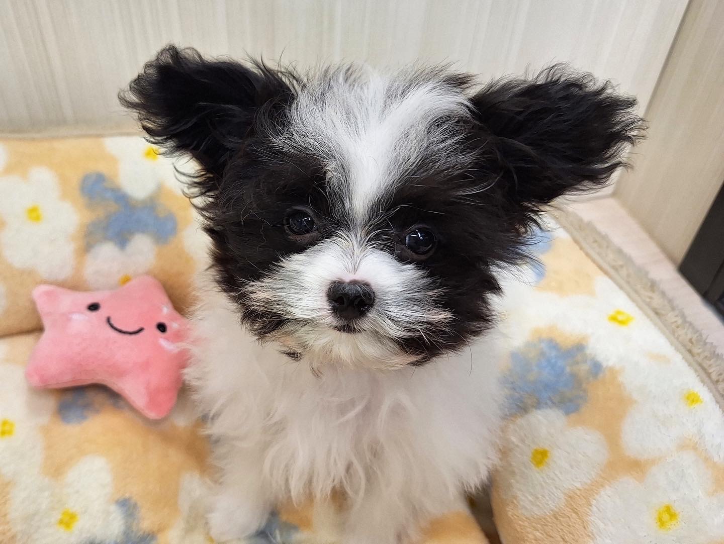 可愛い子たちの紹介です★☆