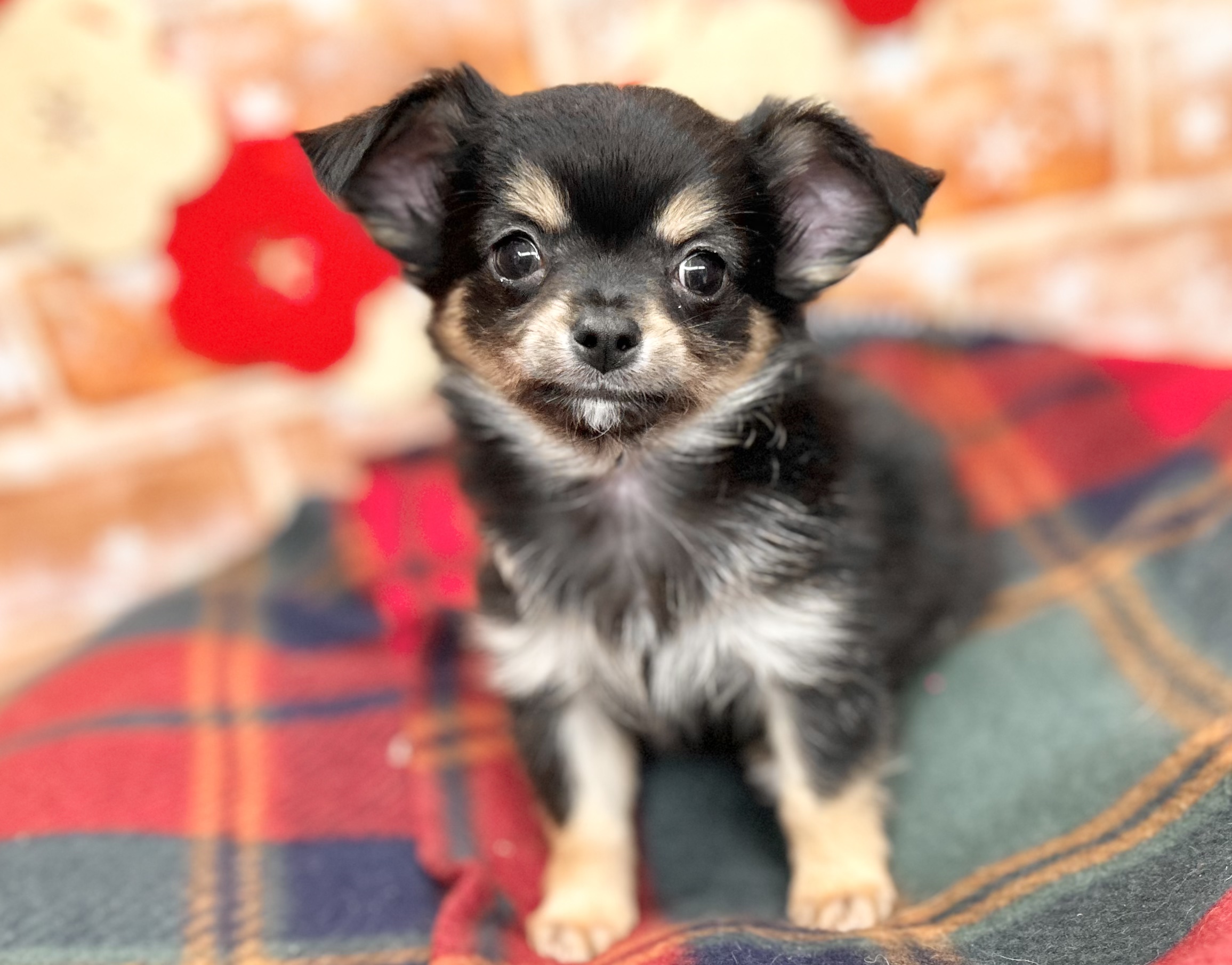 🐾❄️NEW FACE❄️🐾