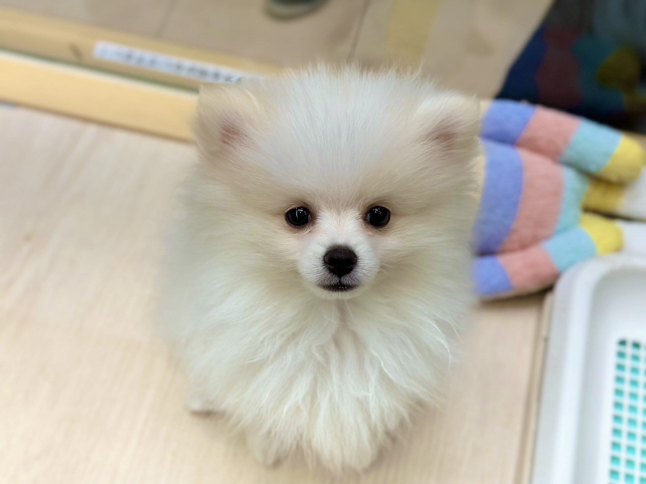 🐾イチオシ🐾