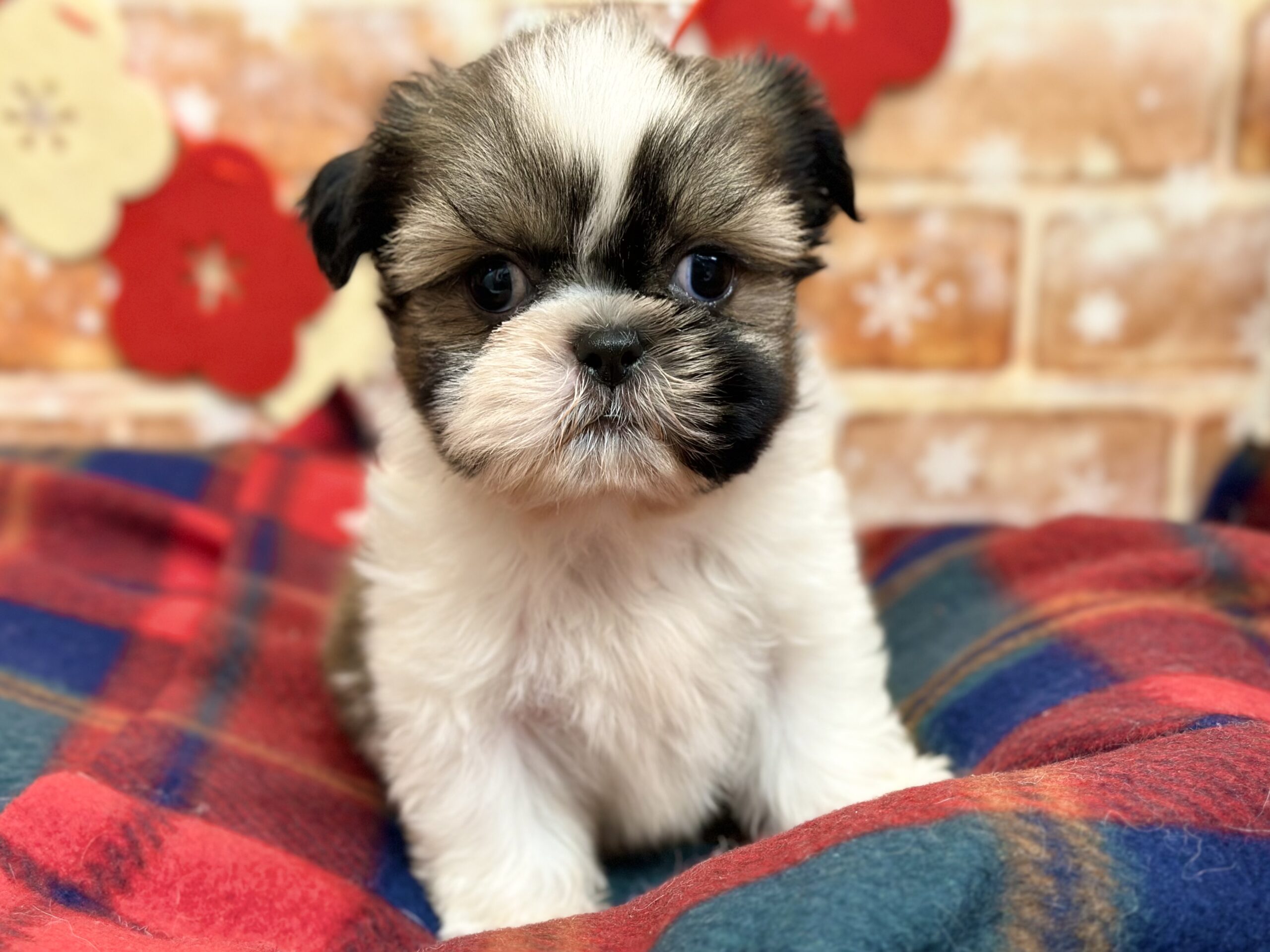 🐾🧣NEW FACE🧣🐾