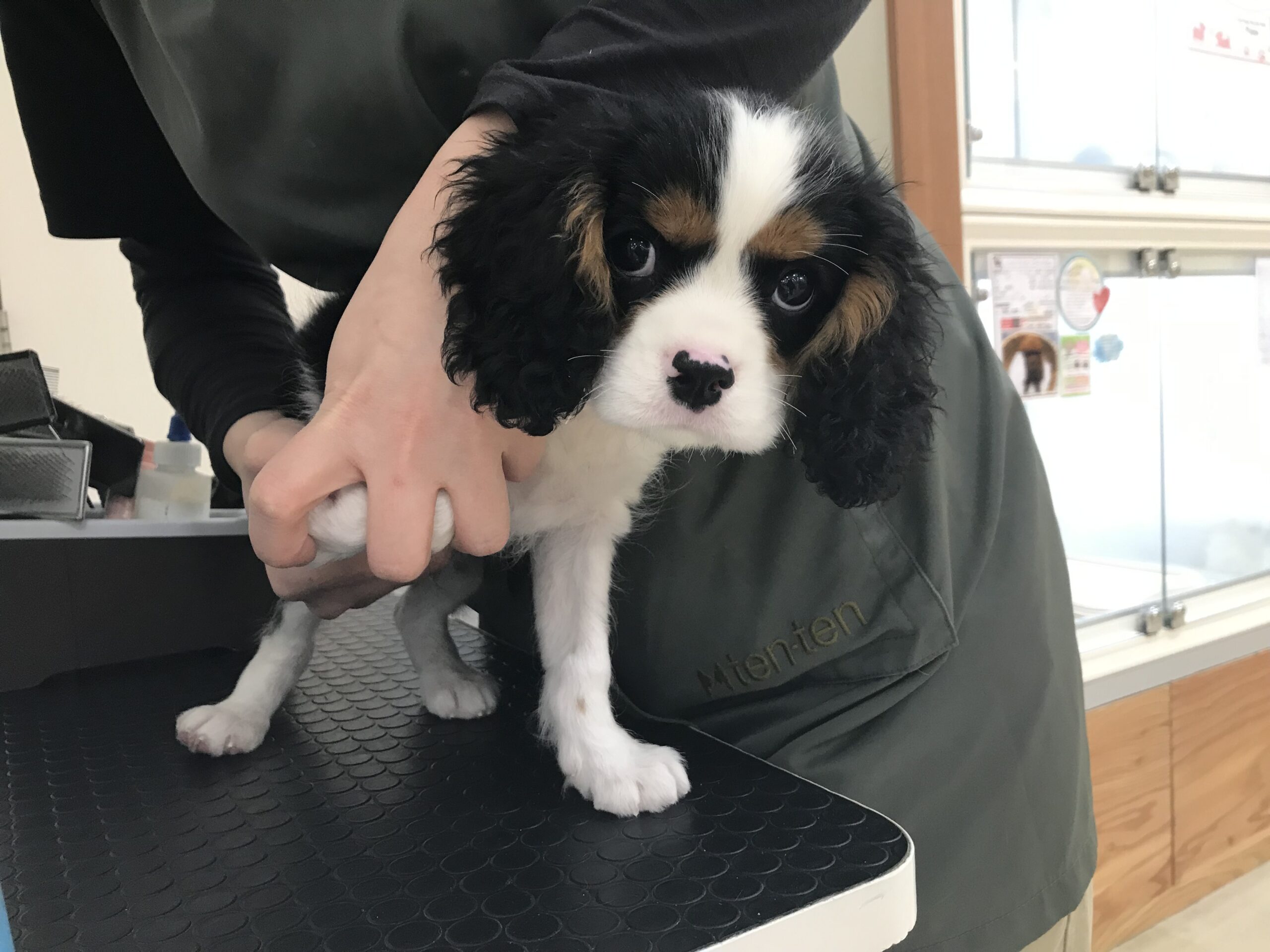 お手入れしてもらったよ☆