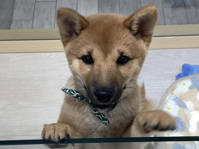 🐶🙌NEWおすすめ犬のご紹介🙌🐶
