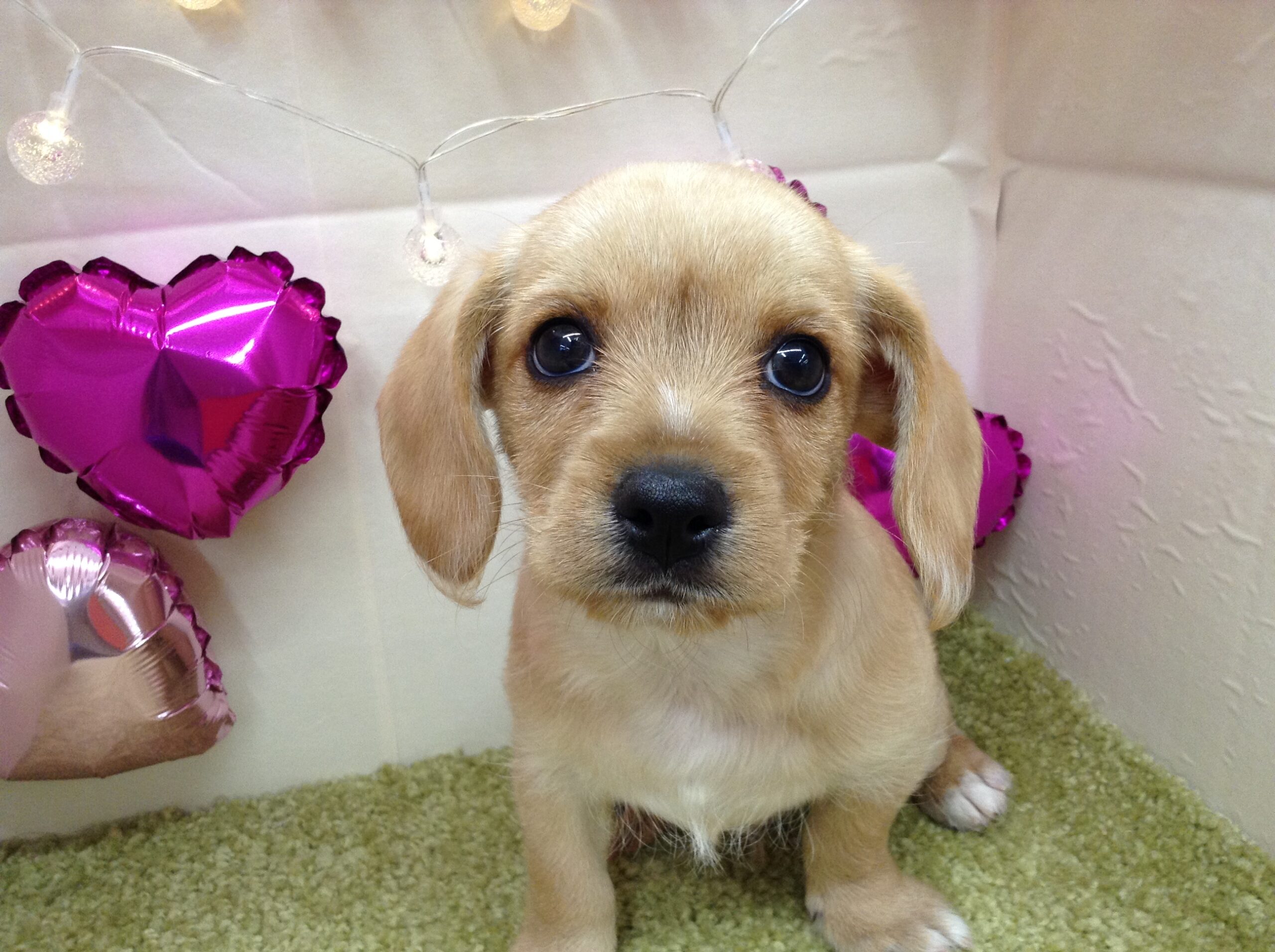 可愛い新入りさん💓