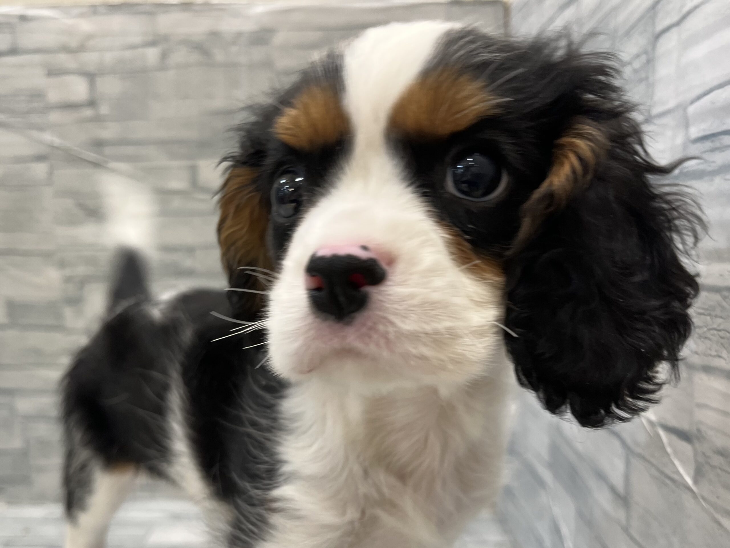 イケメン犬を紹介です！！✨