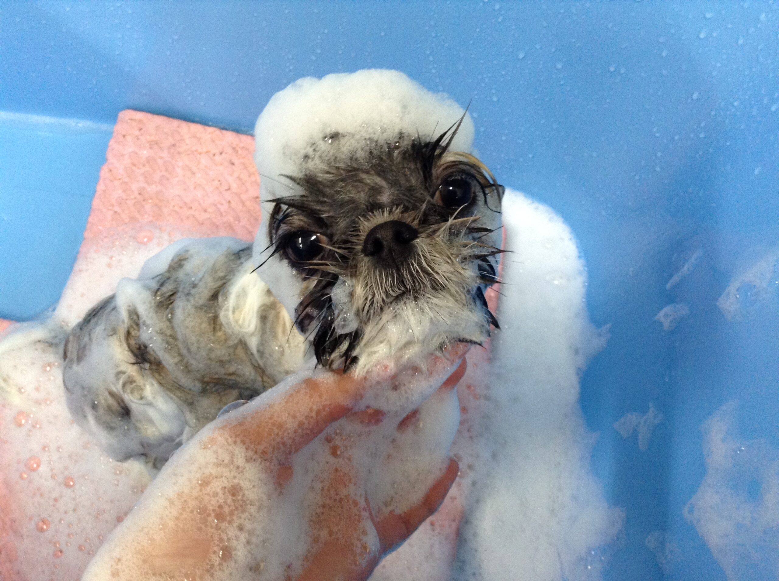 シャンプーしました.。o○💓