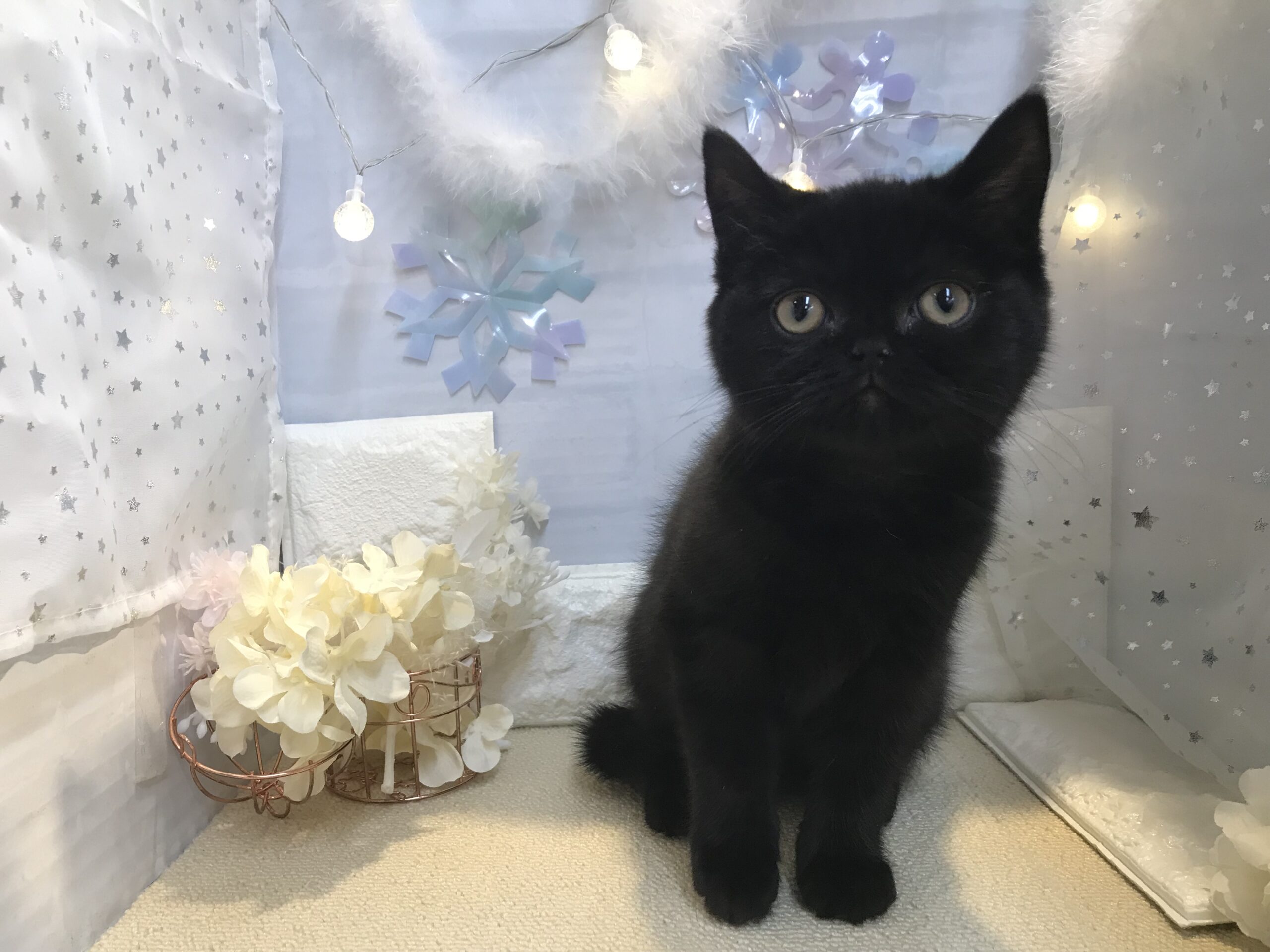 ♡♡福住店にゃんこ紹介♡♡