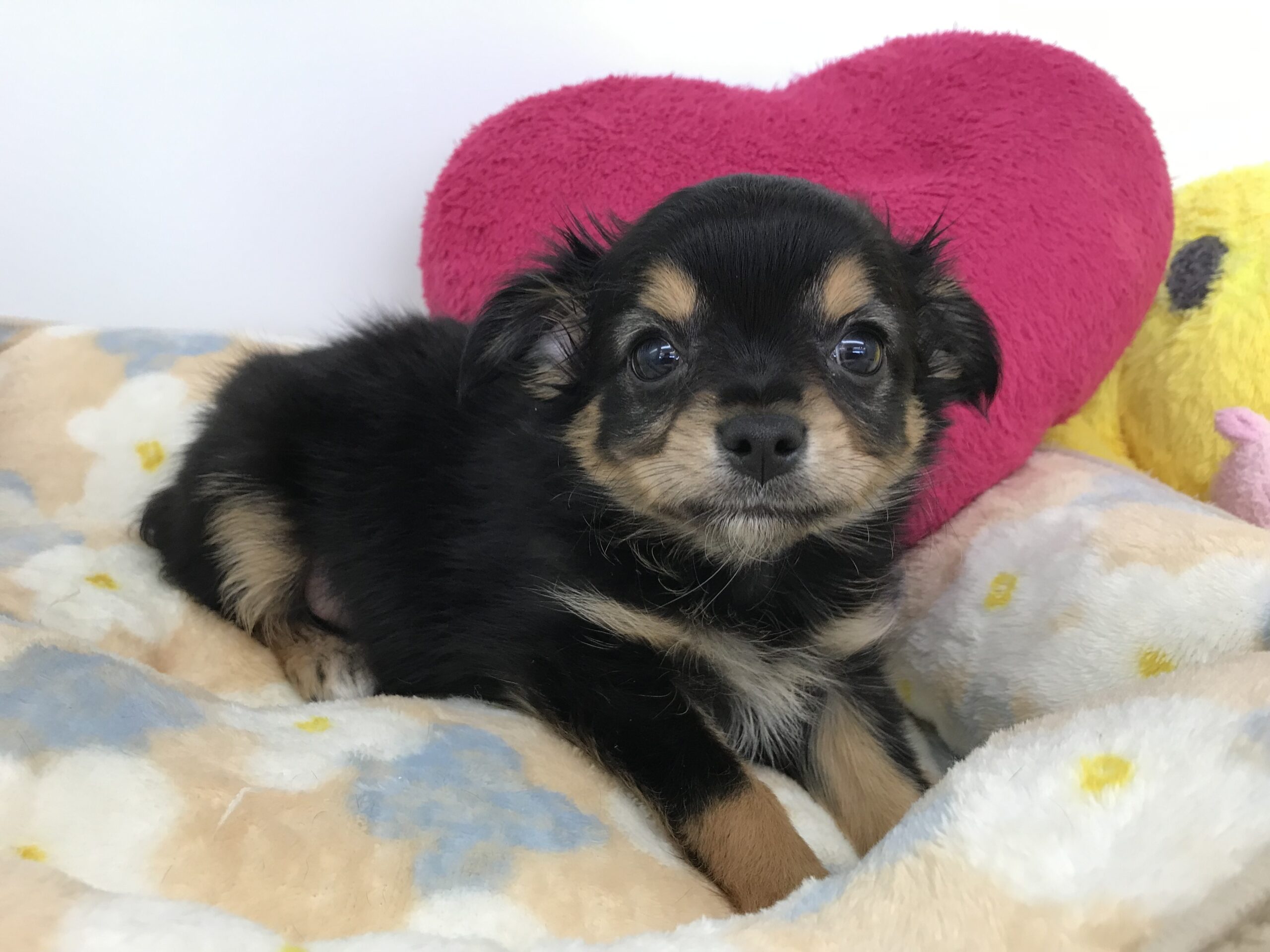 福住店仲間入り♡♡