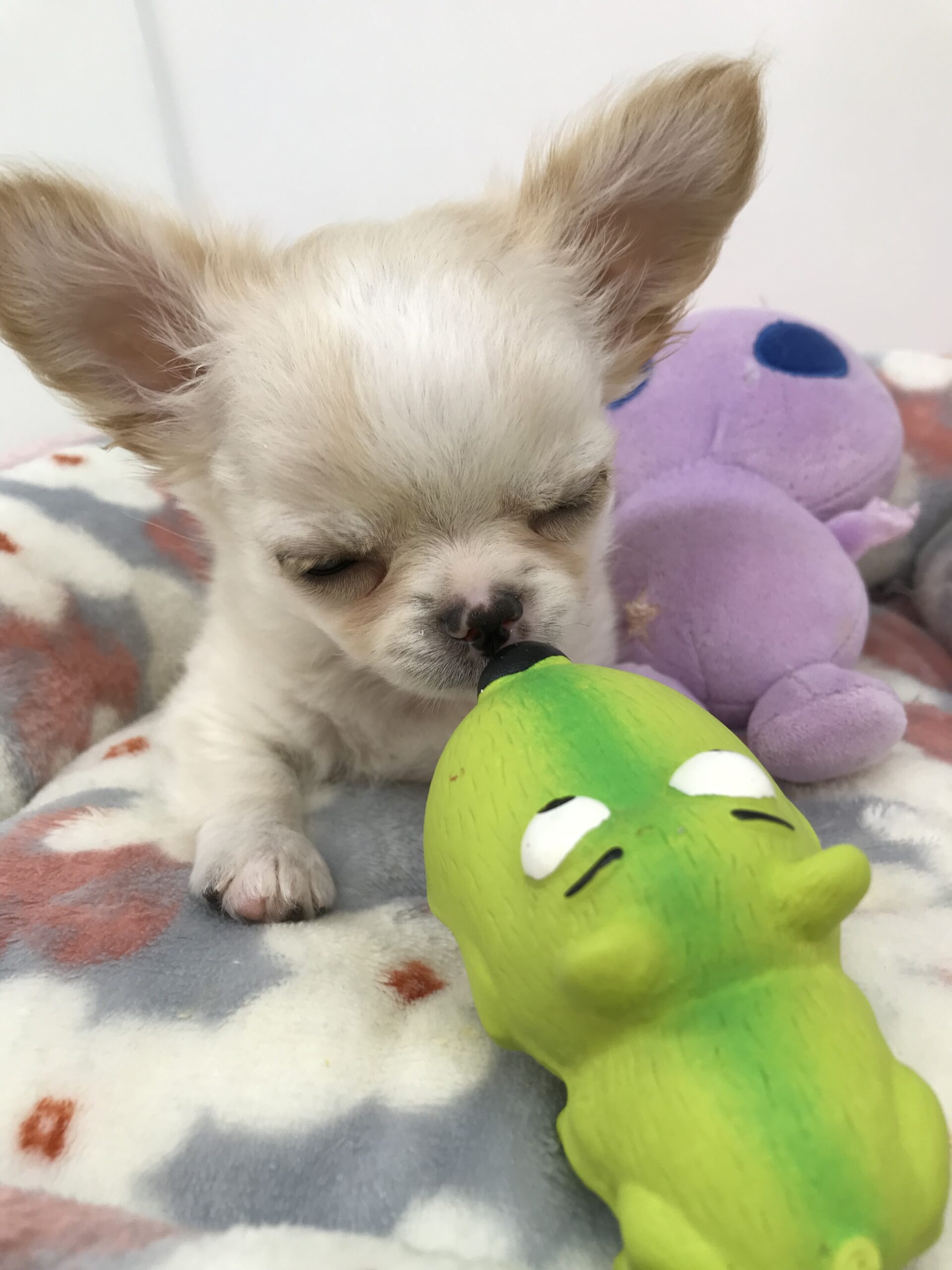 ☆NEWおすすめ犬☆