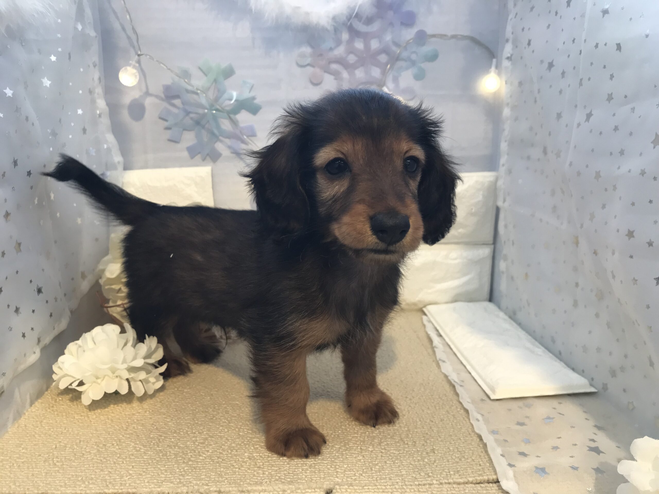 ★おすすめ犬卒業＆任命★