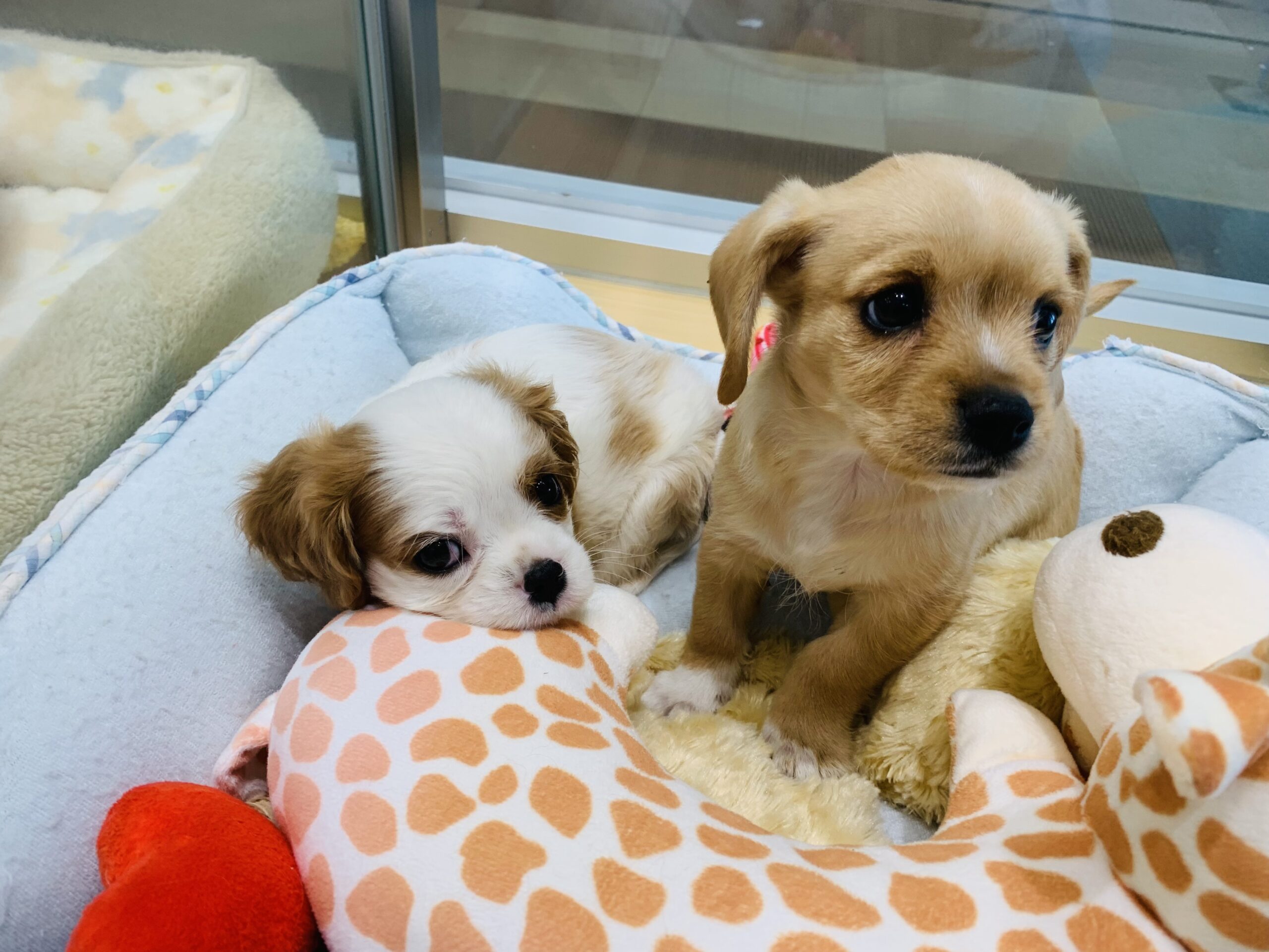 🐾おすすめ犬🐾