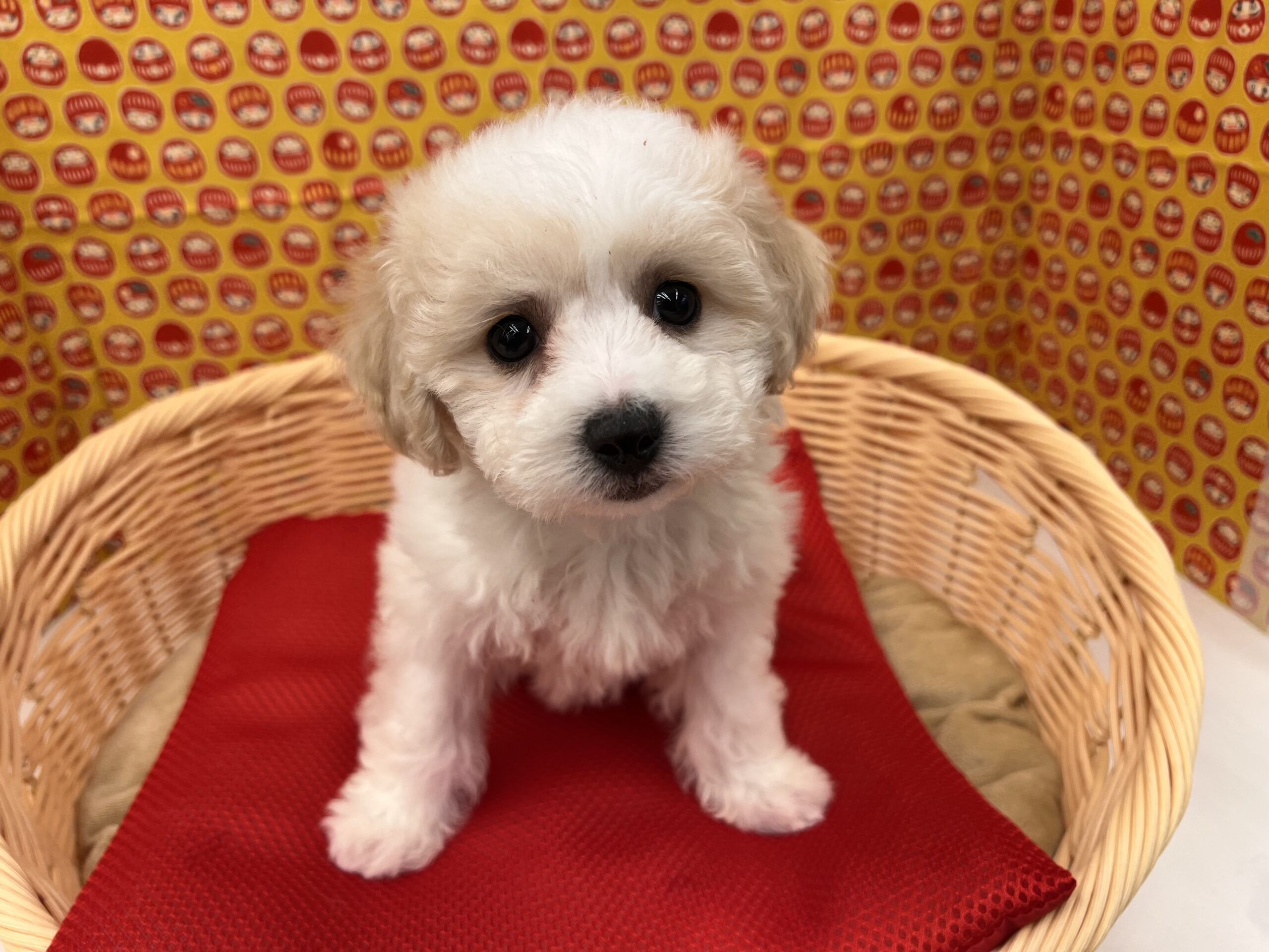 ☆白ふわもこもこ集合☆