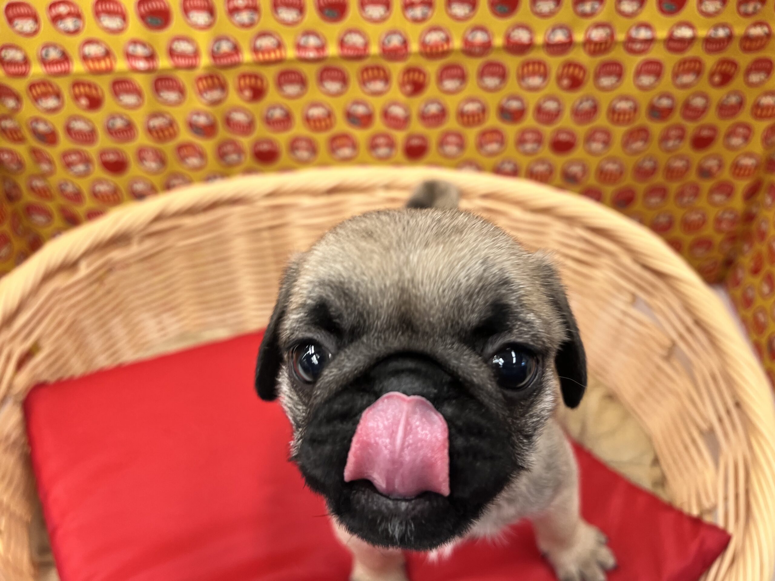 ☆NEWおすすめ犬☆