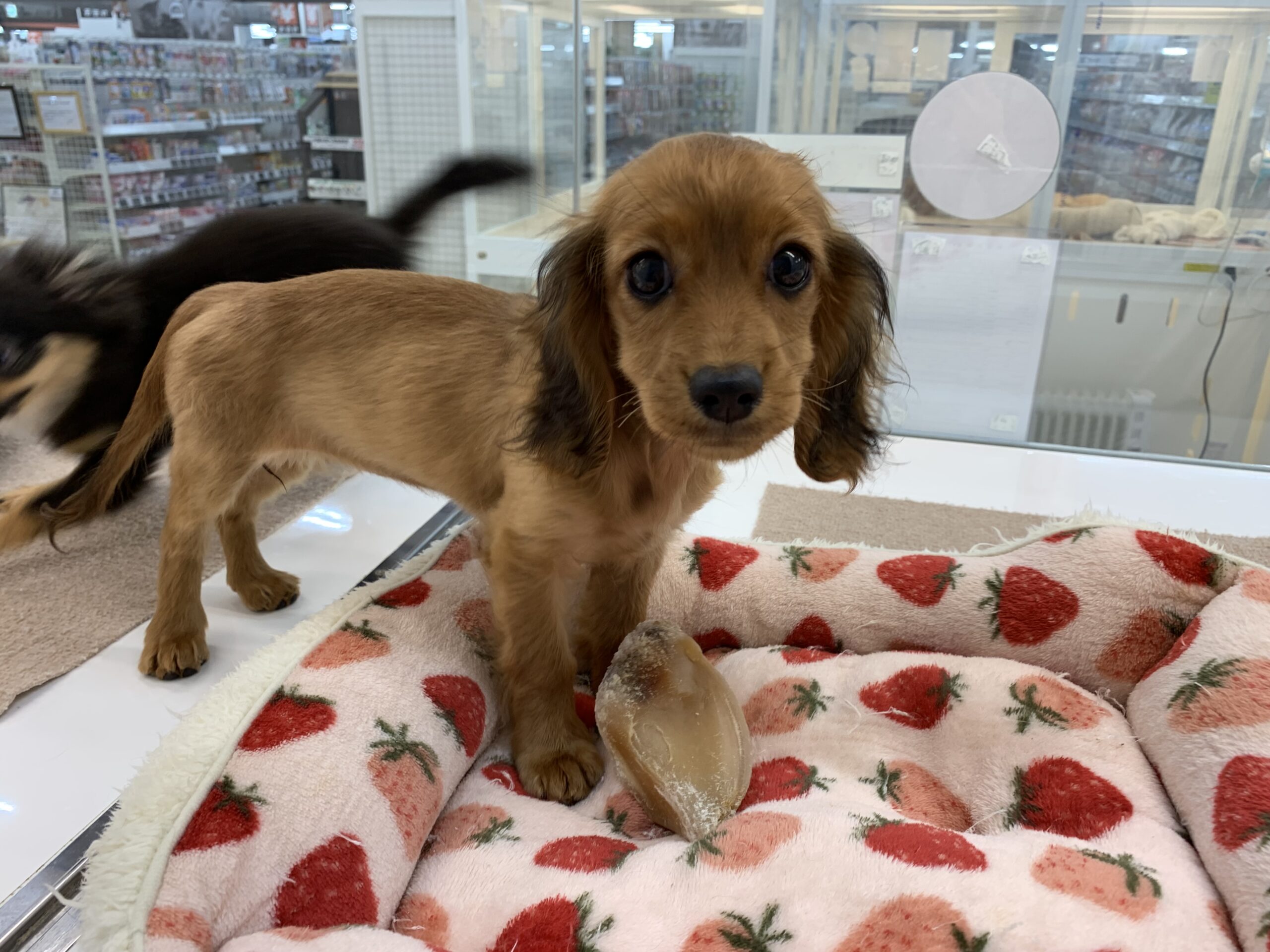 今日のだばちゃん☆彡