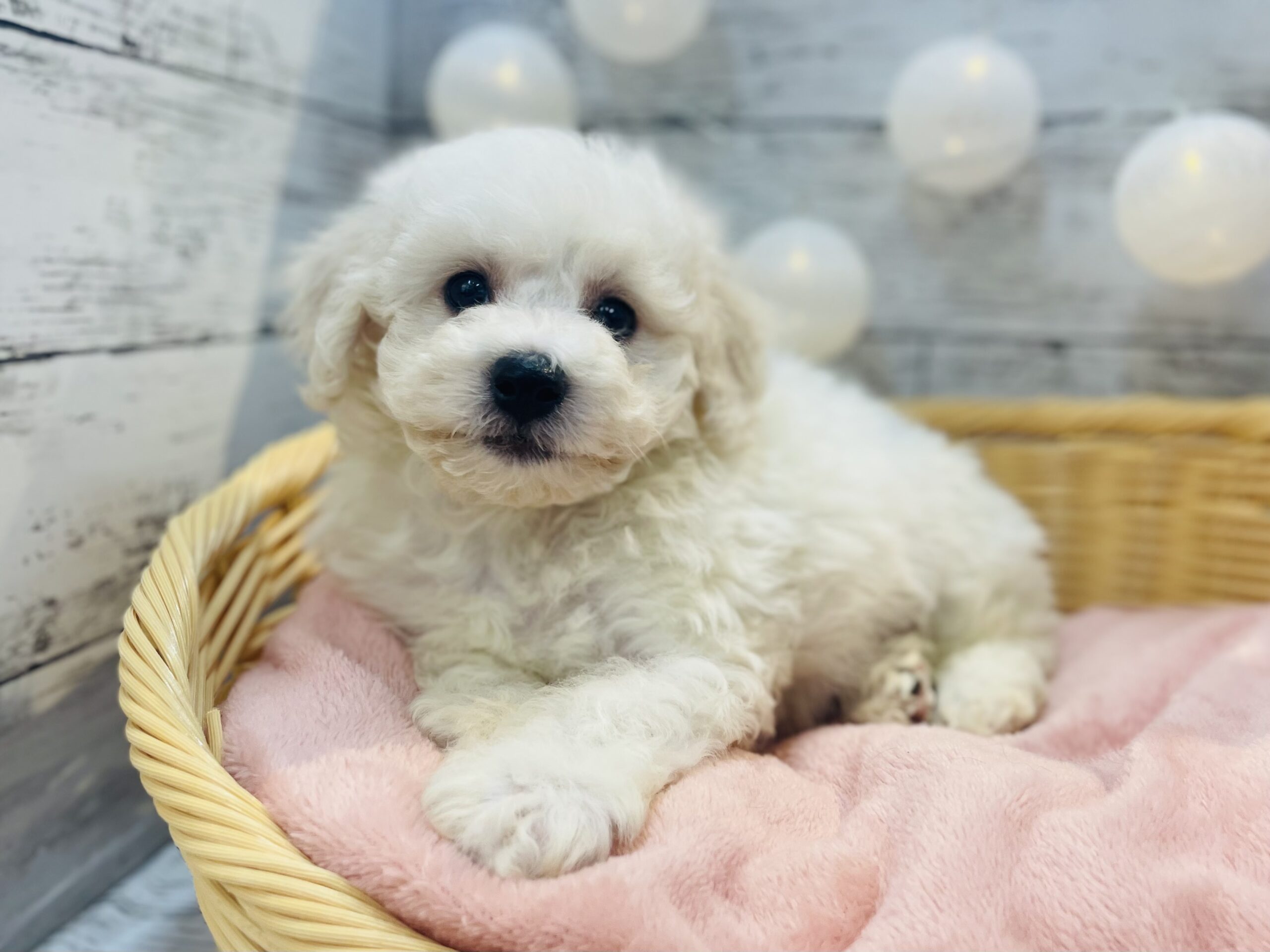 ★お家が決まりました★