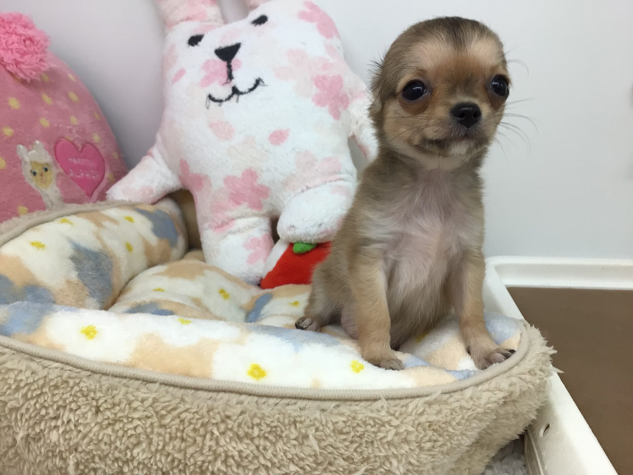 ★★ちーちゃん卒業★★