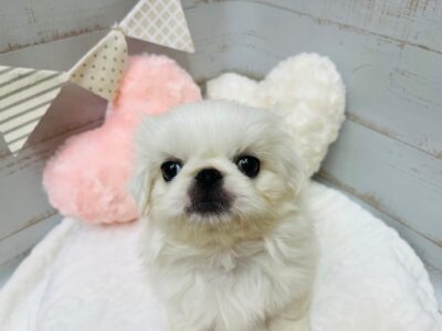 お家が決まりました🏠