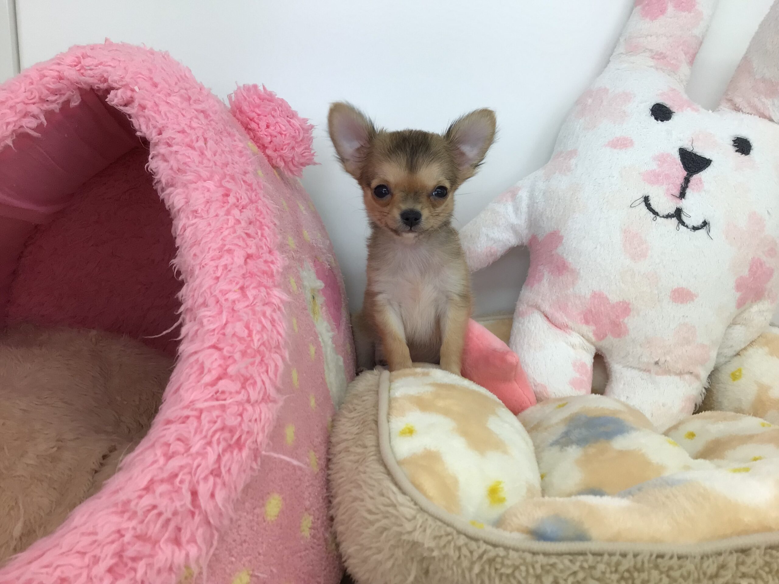 ★おすすめ犬バトンタッチ☆