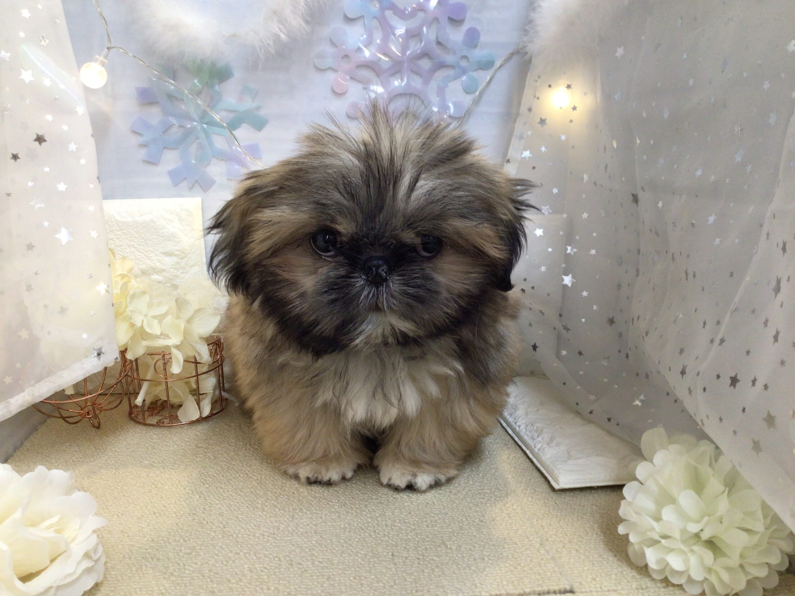 ★★おすすめ犬任命★★