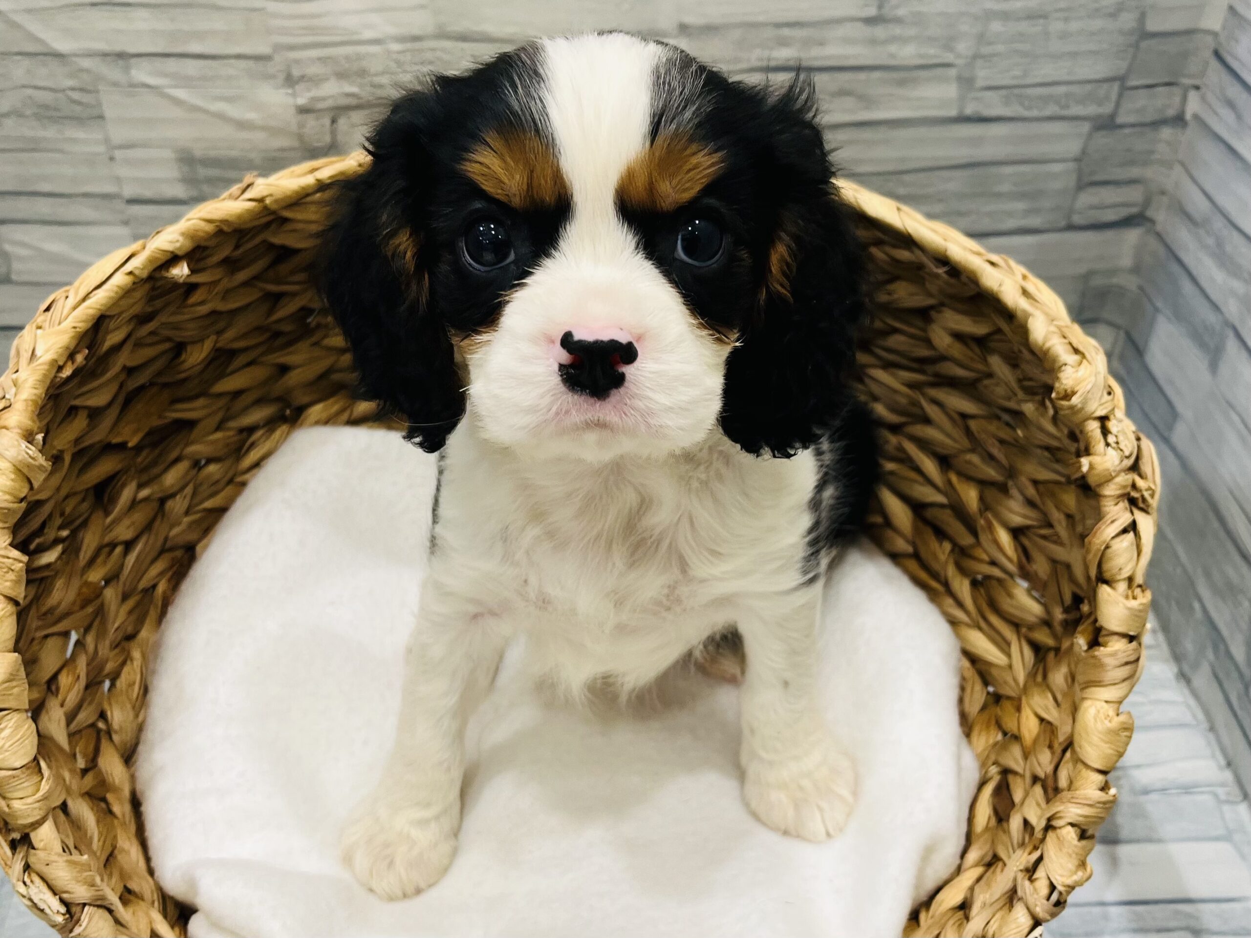 おすすめ犬に任命❣