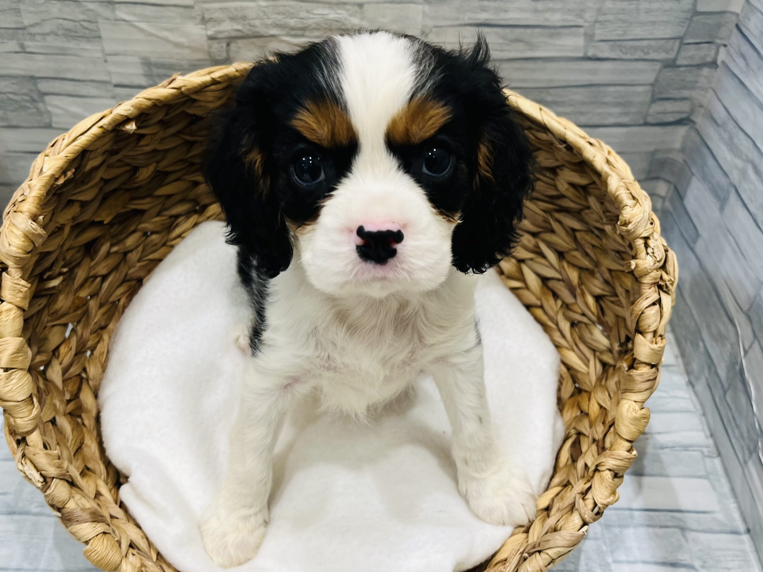 お家が決まりました☆