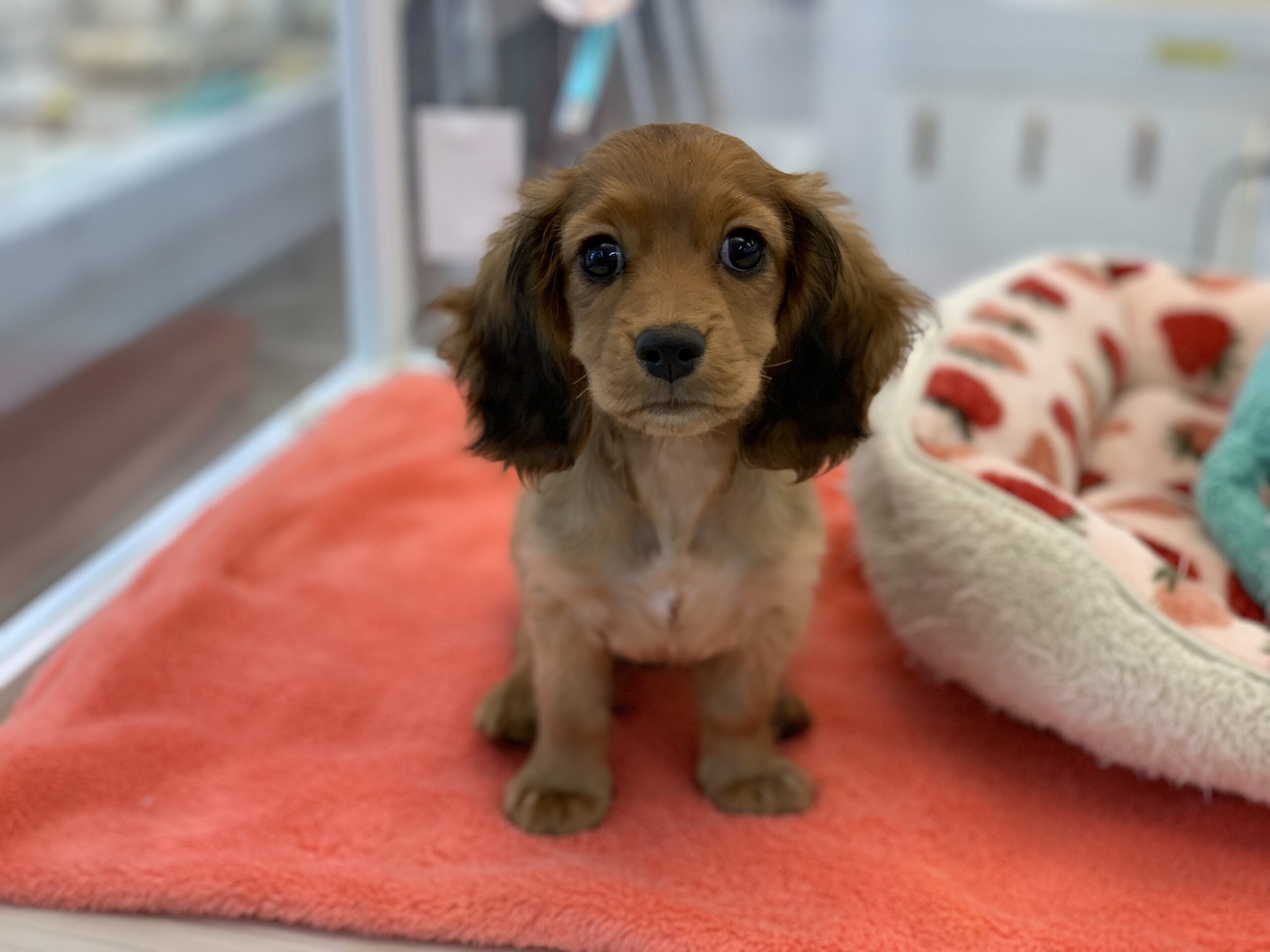 おすすめ犬バトンタッチ☆彡