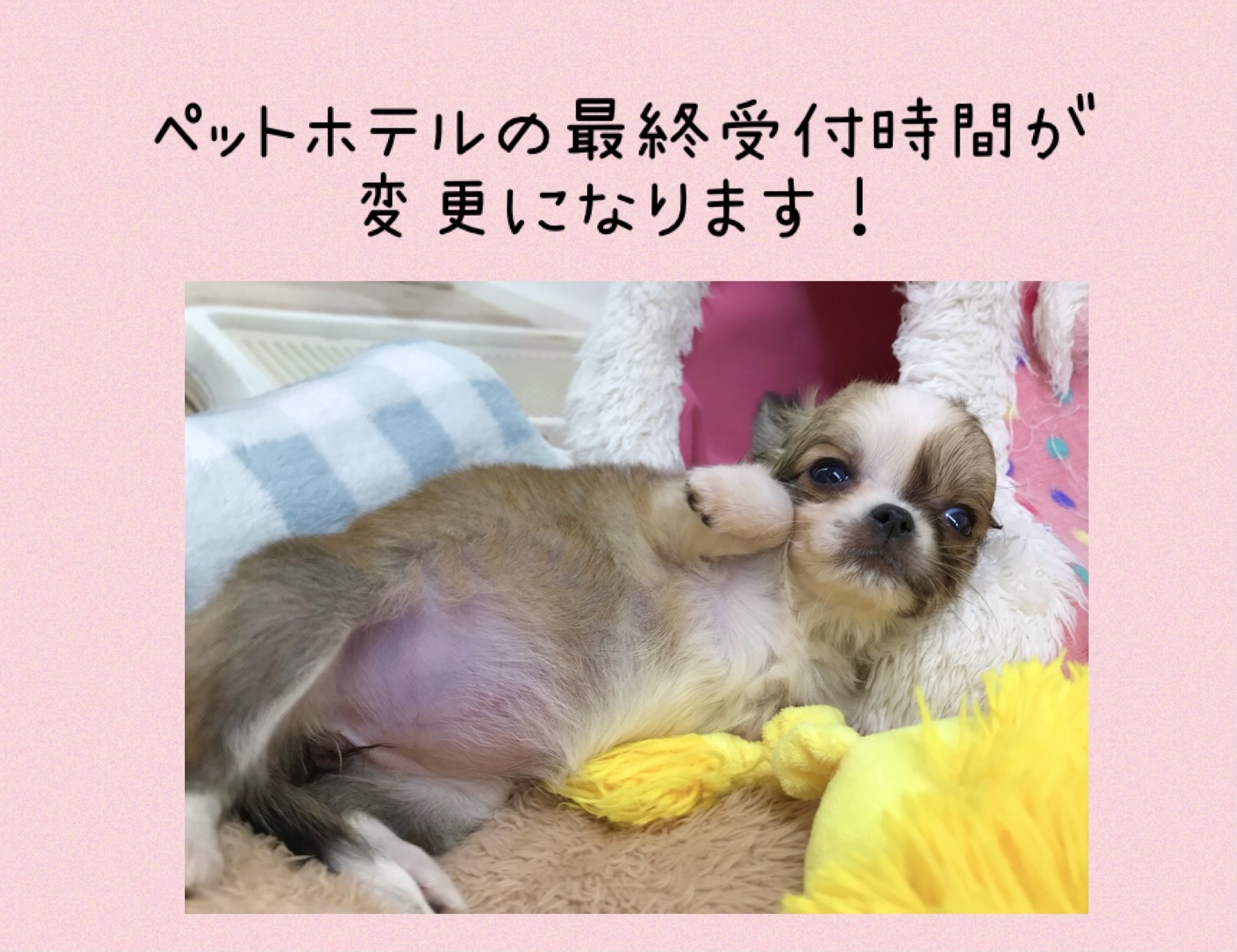 ペットホテルの最終受付時間のご案内