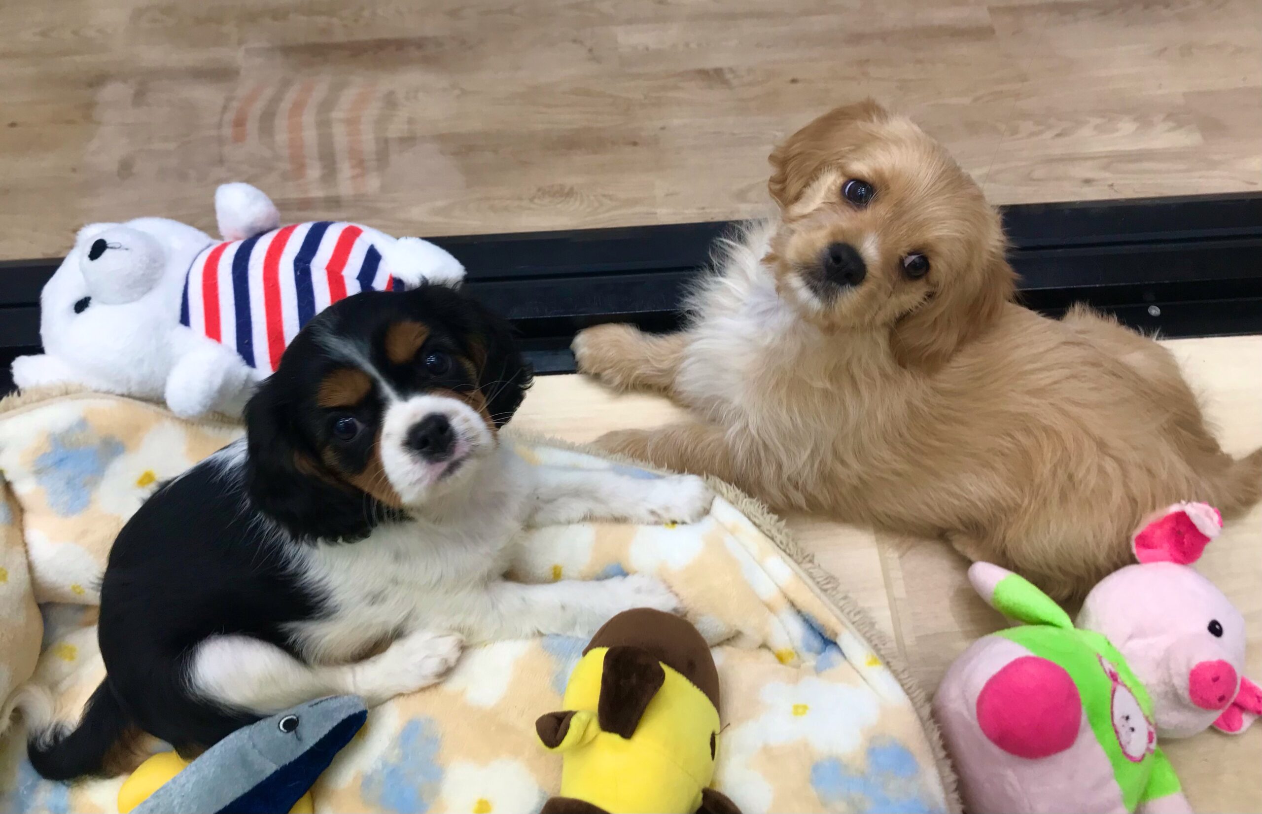 ✨🐶NEW　FACE🐱✨