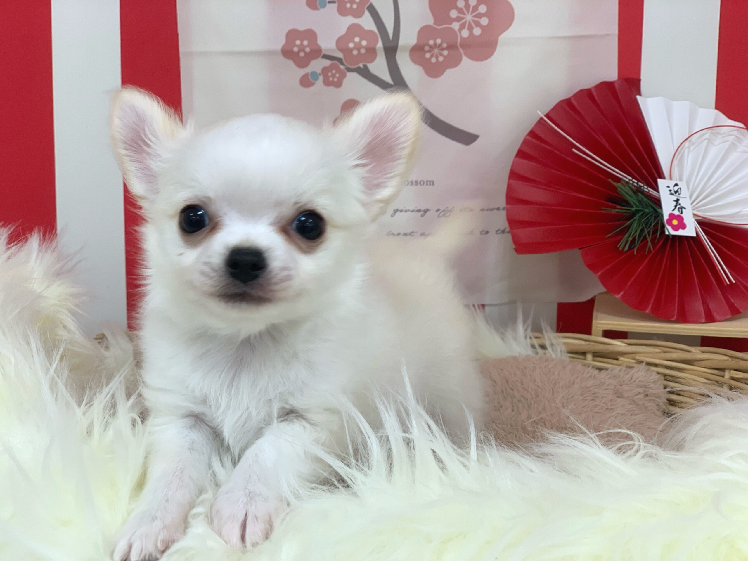 おすすめ犬ちーくん♡