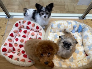 オススメ犬ペキ×シーズーの仲間が増えました！！