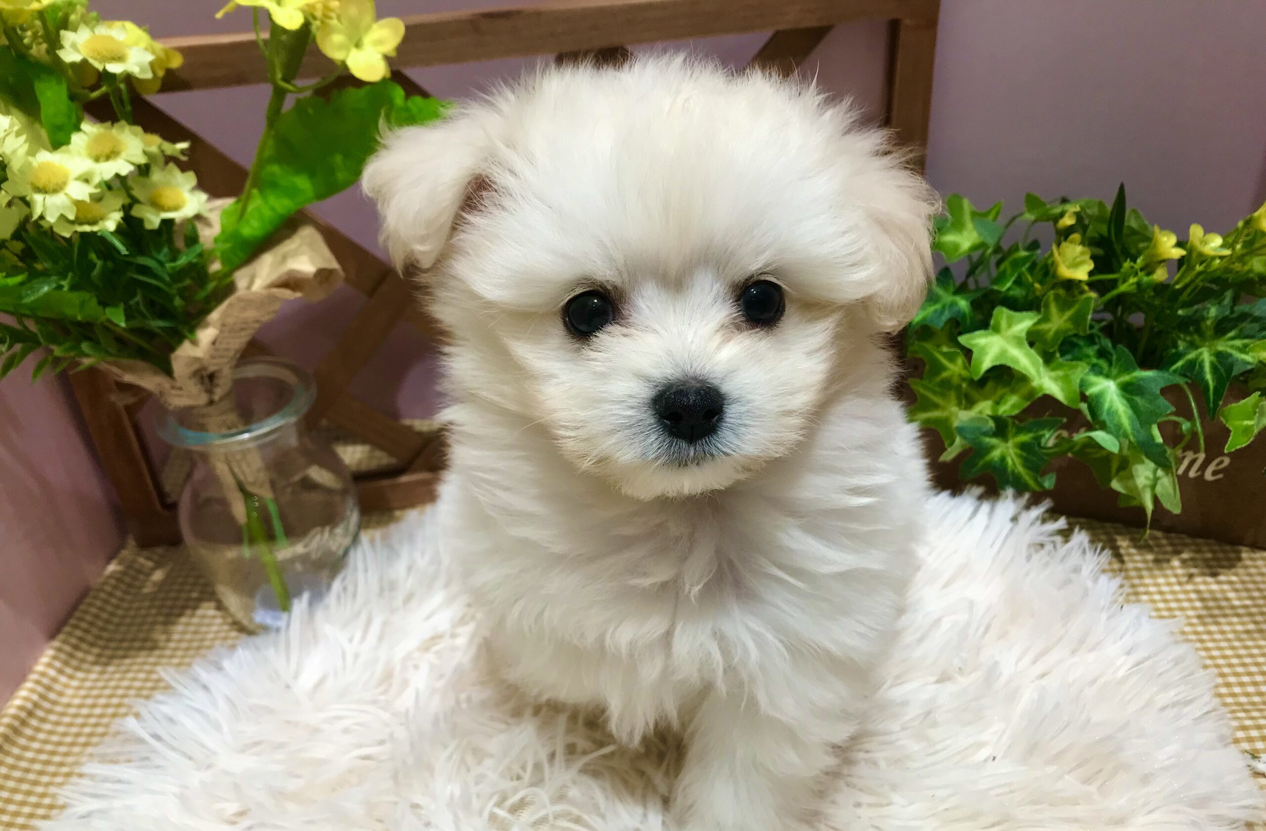 ✨🐶NEW　FACE🐱✨